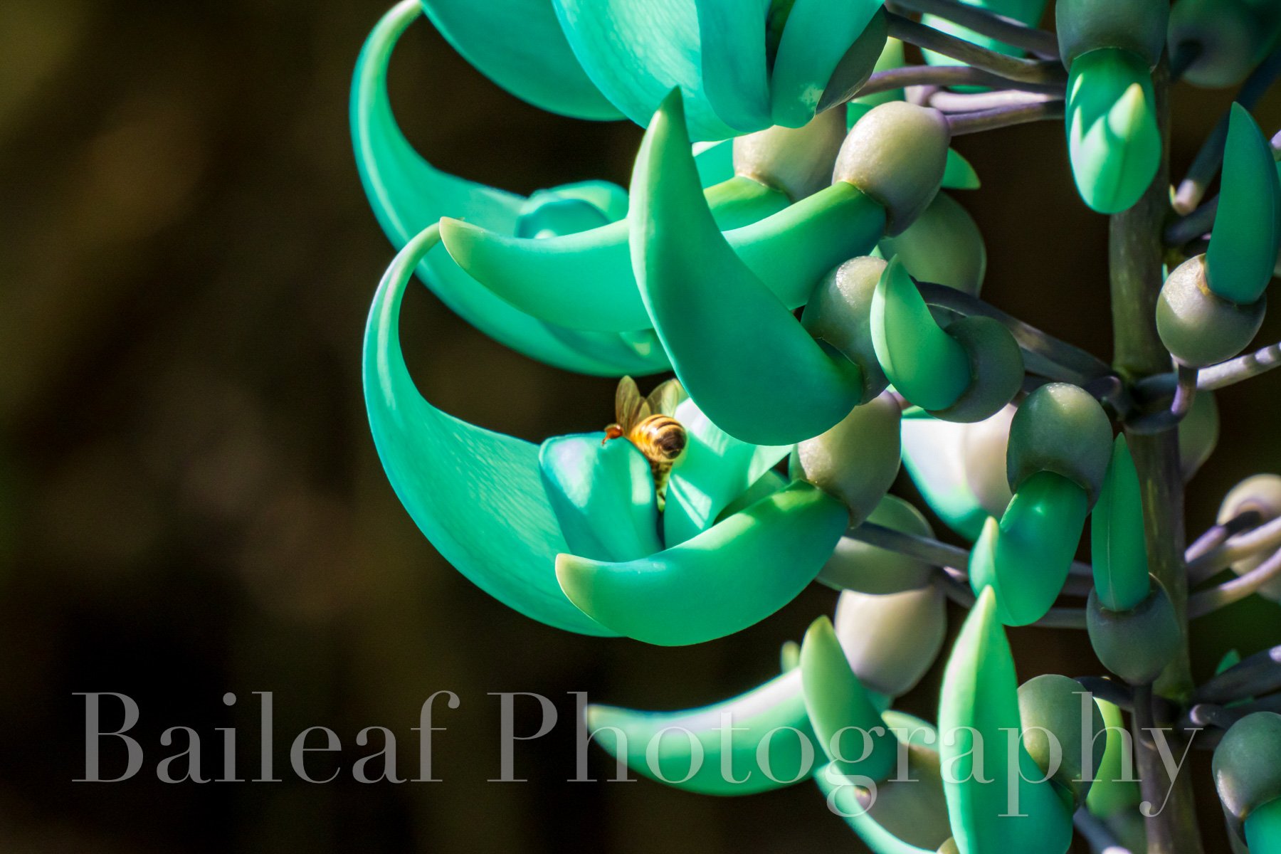 Jade Vine (Bee Butt)
