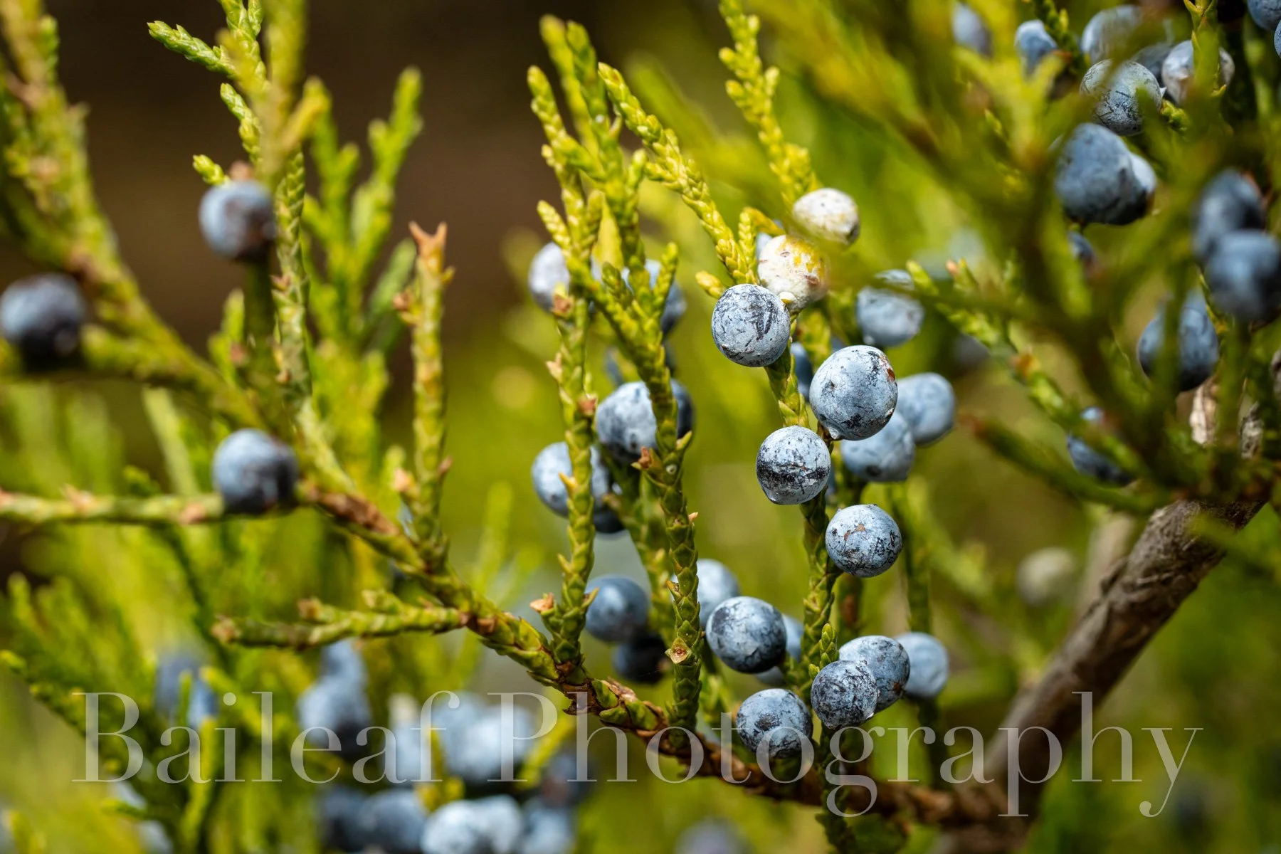 Juniper Berries