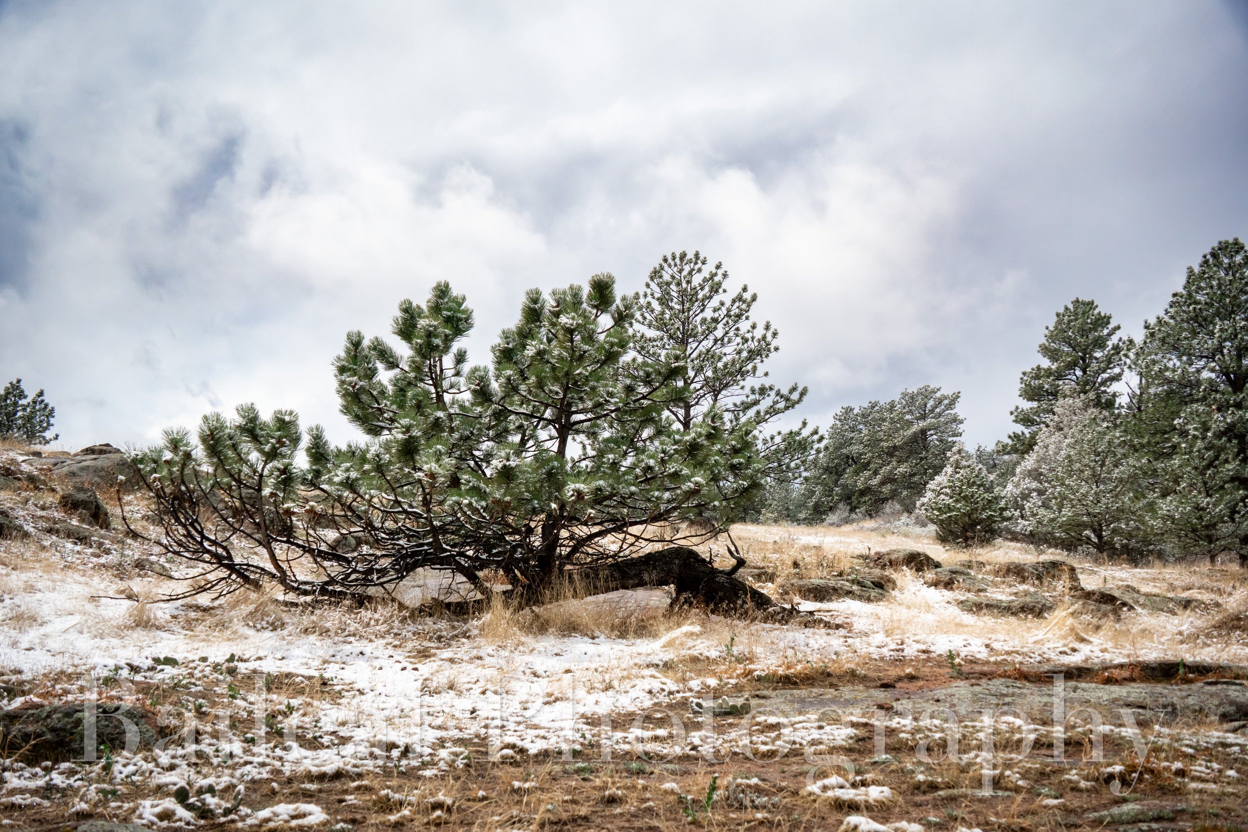 Snowy Pine (Colorado)