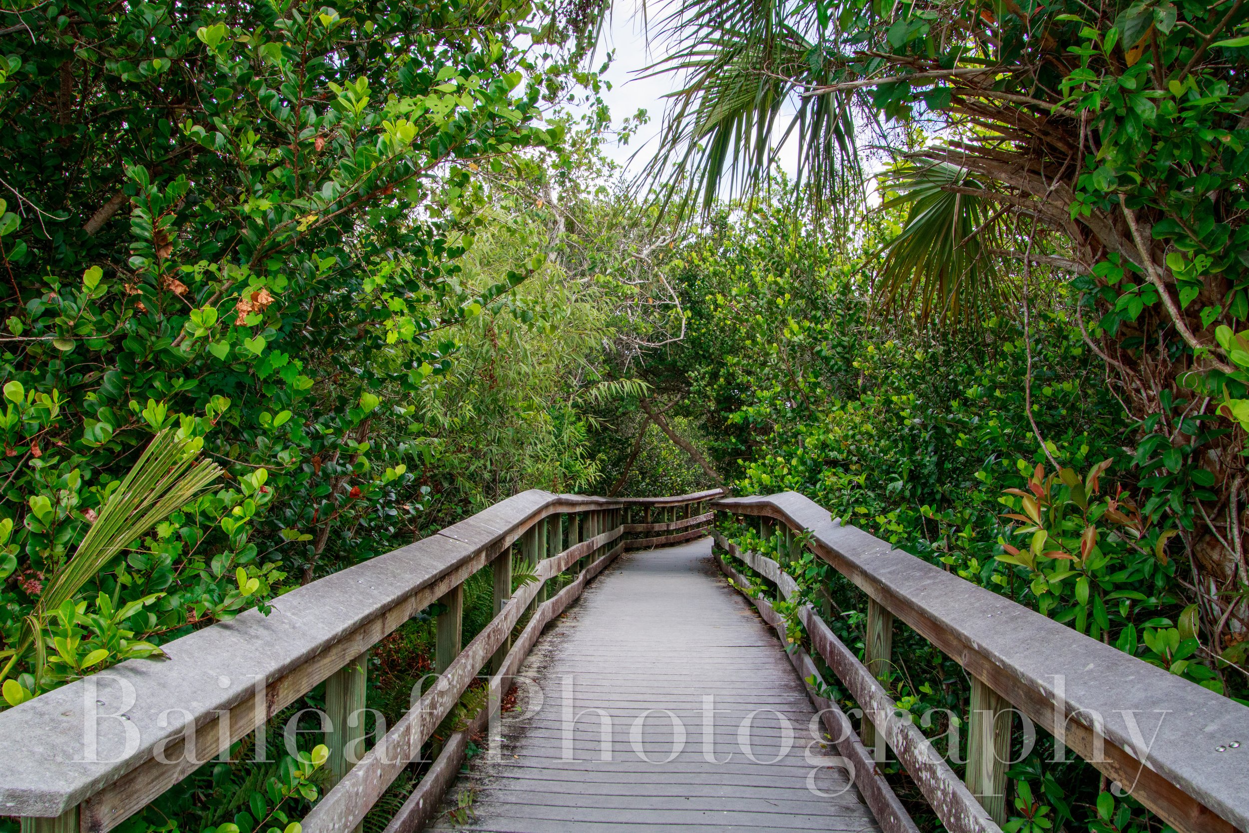 Florida Boardwalk 2