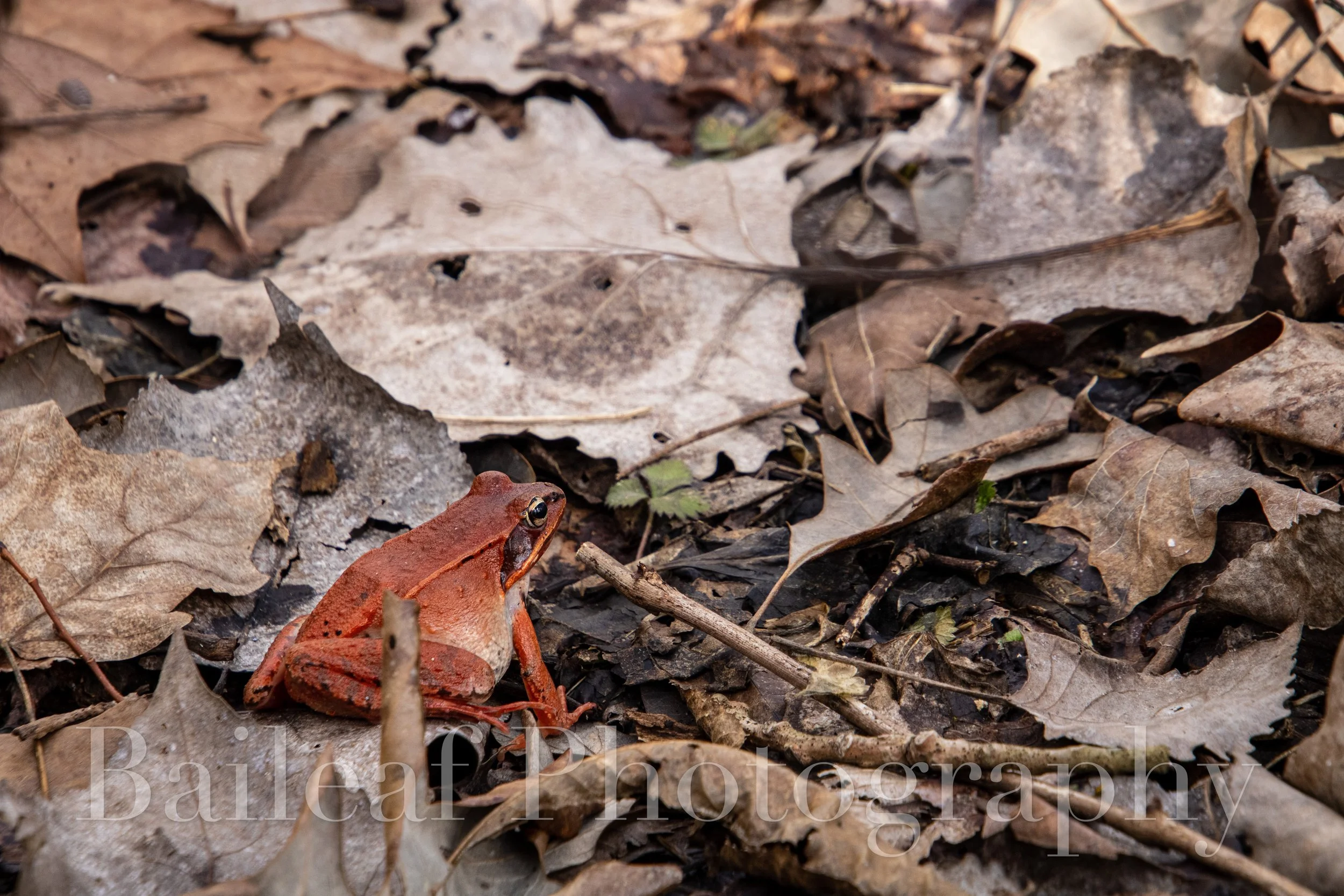 Wood Frog