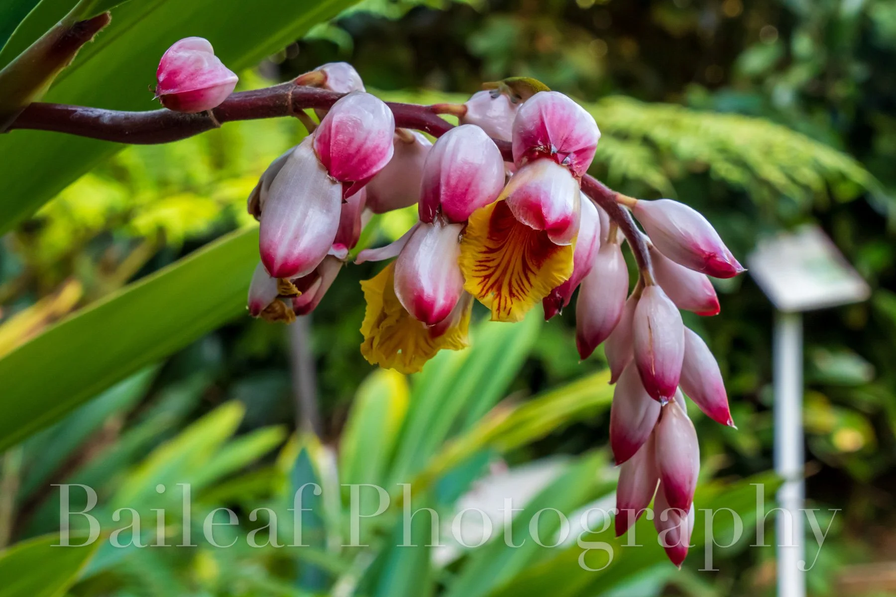 Shell Ginger