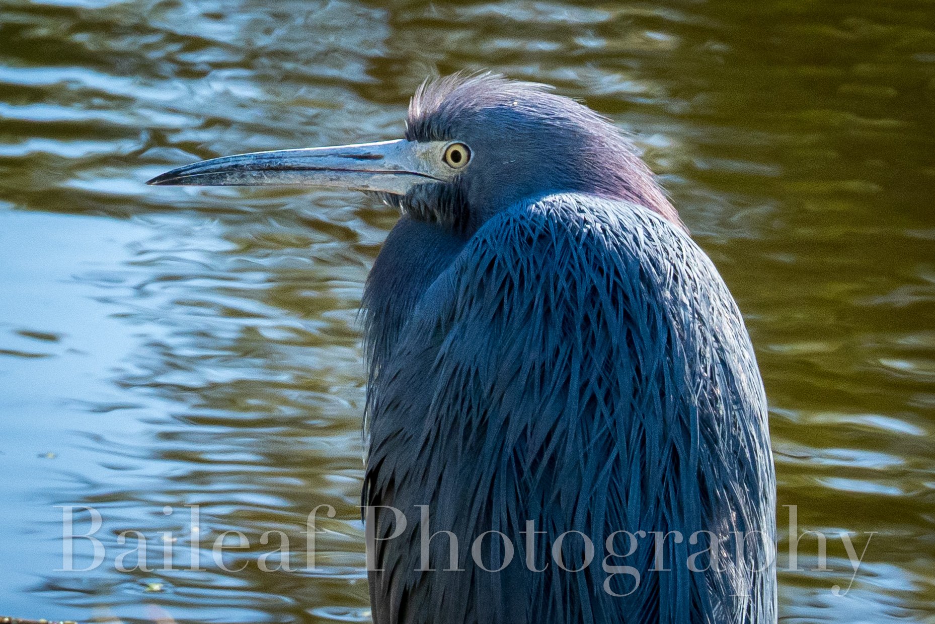 Little Blue Heron