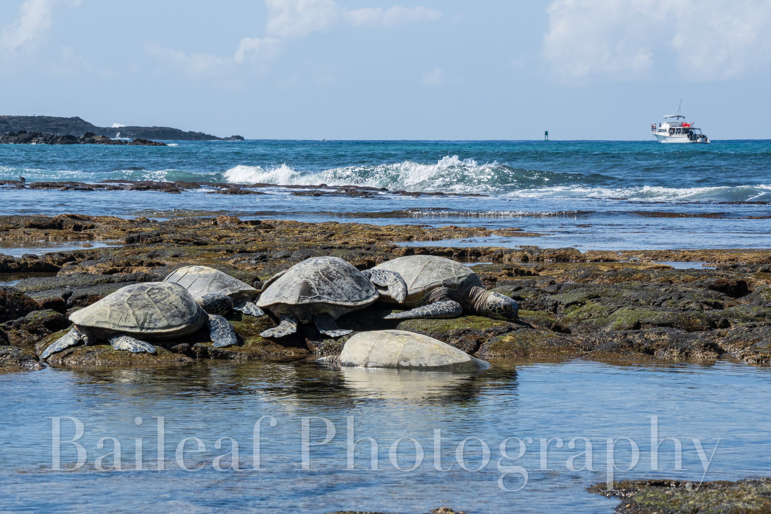 Green Sea Turtle 3