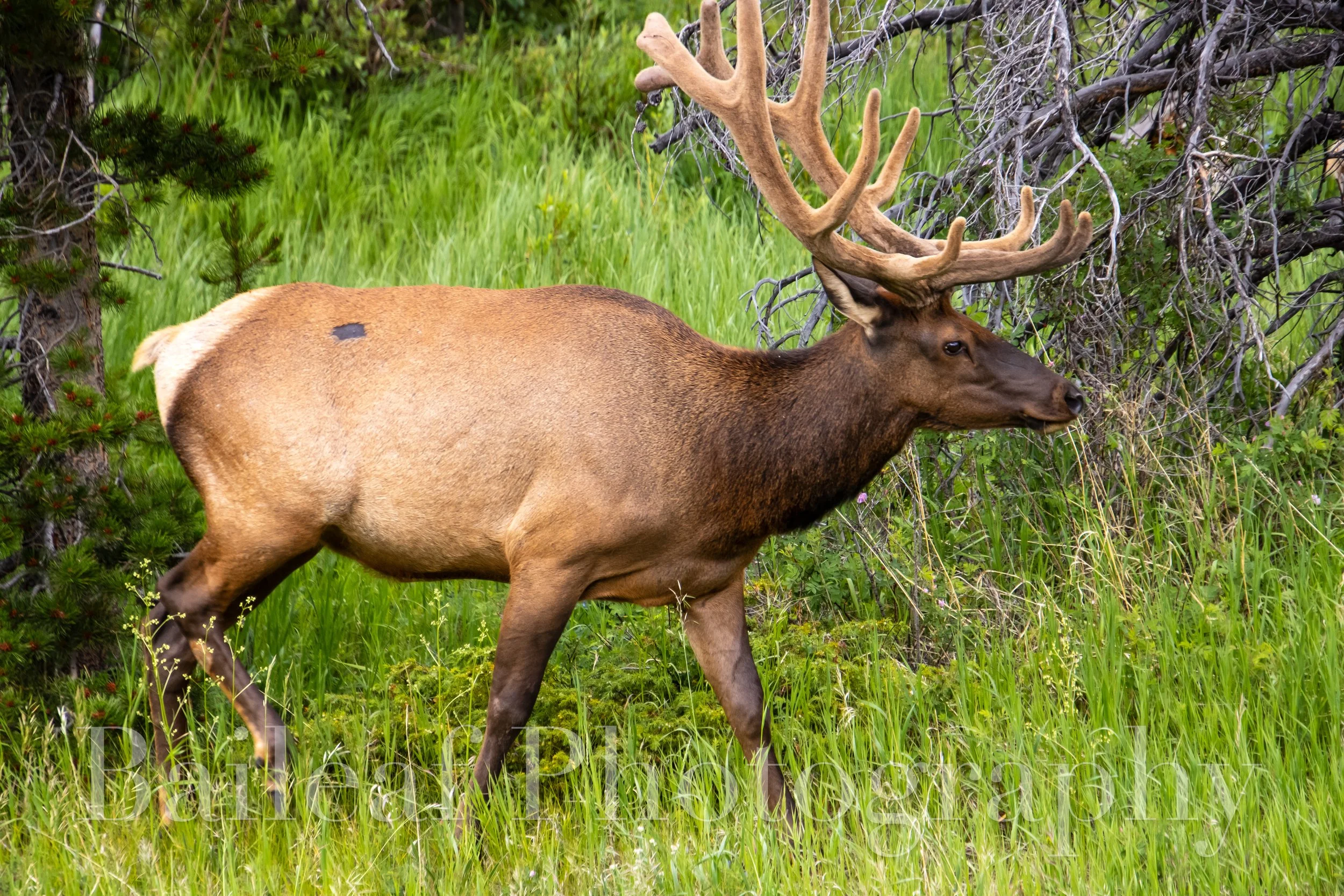 Elk 1