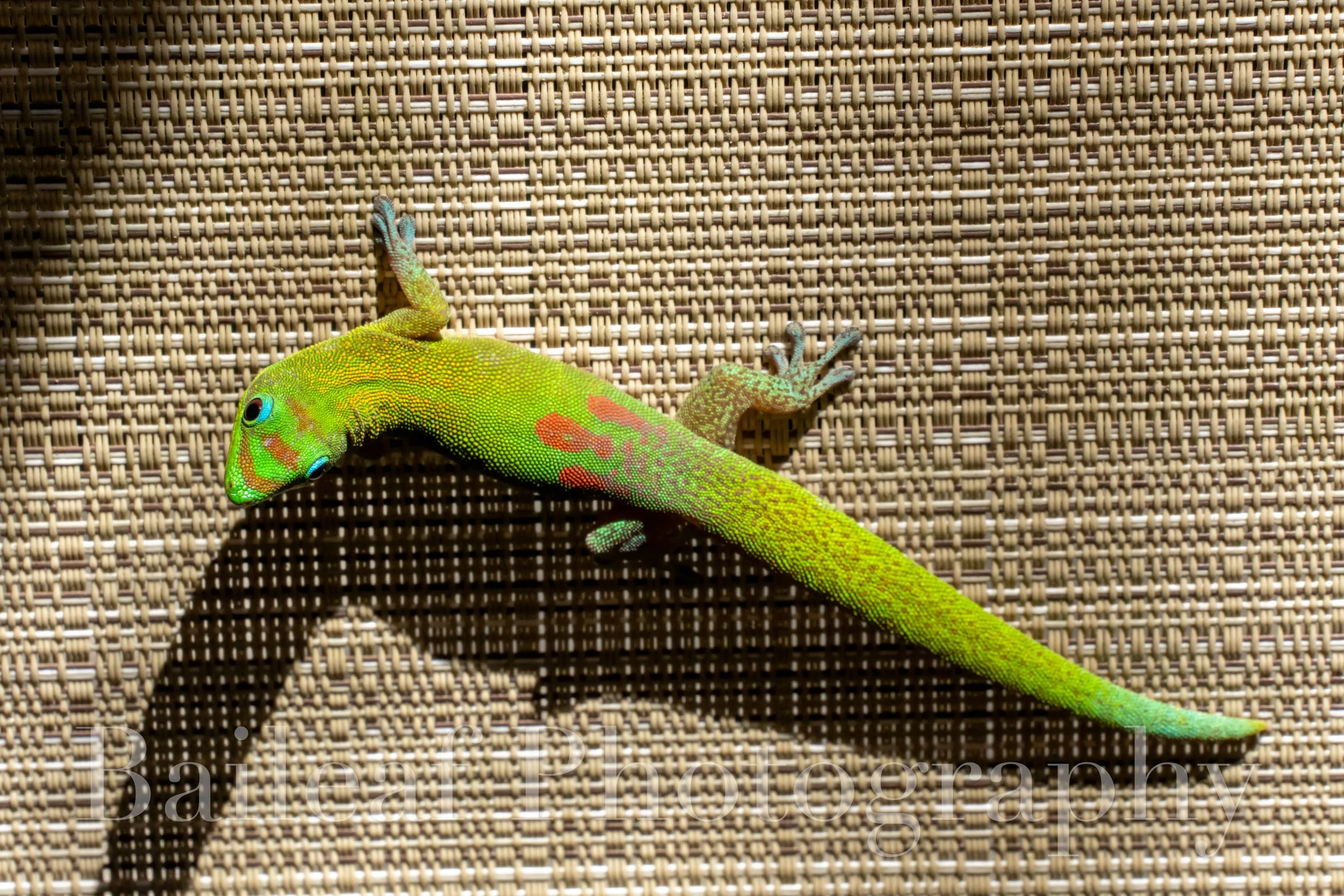  Gold Dust Day Gecko
