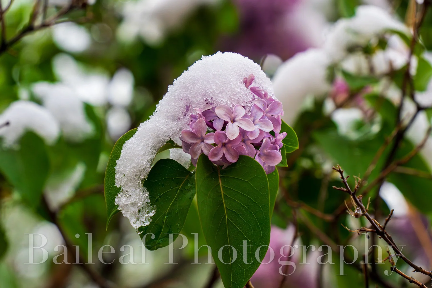 Snowy Lilac