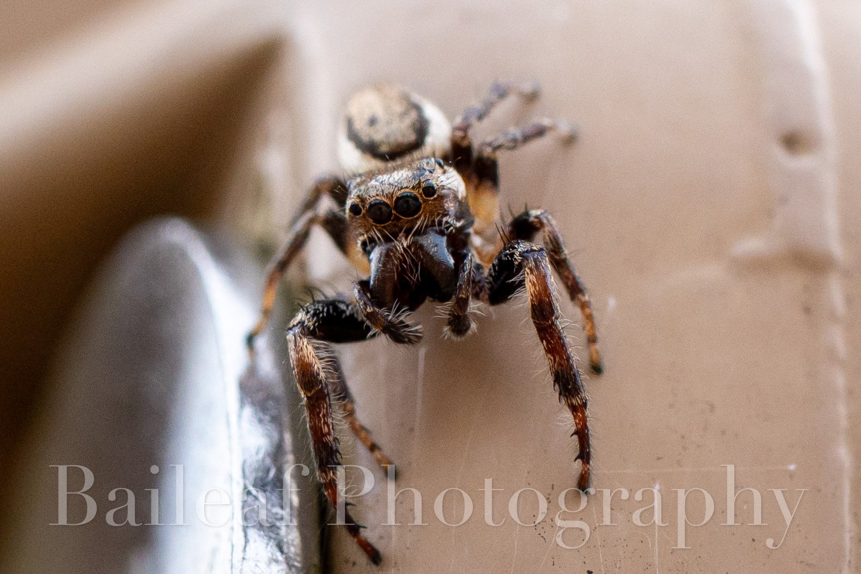 Jumping Spider