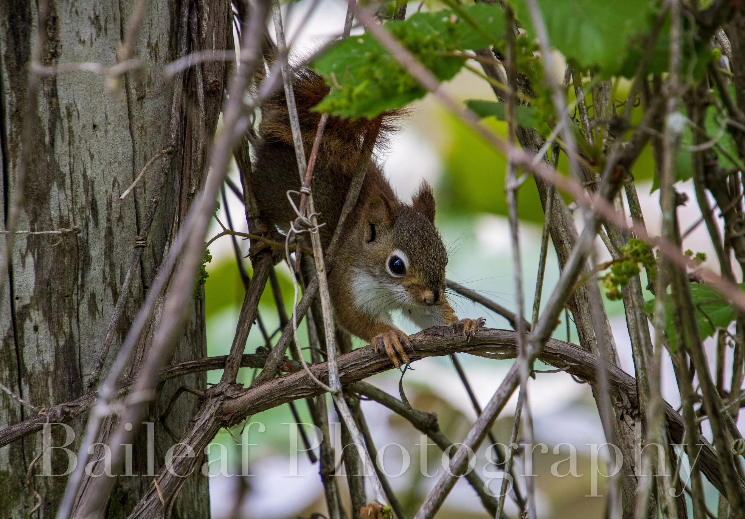 Baby Fox Squirrel 2