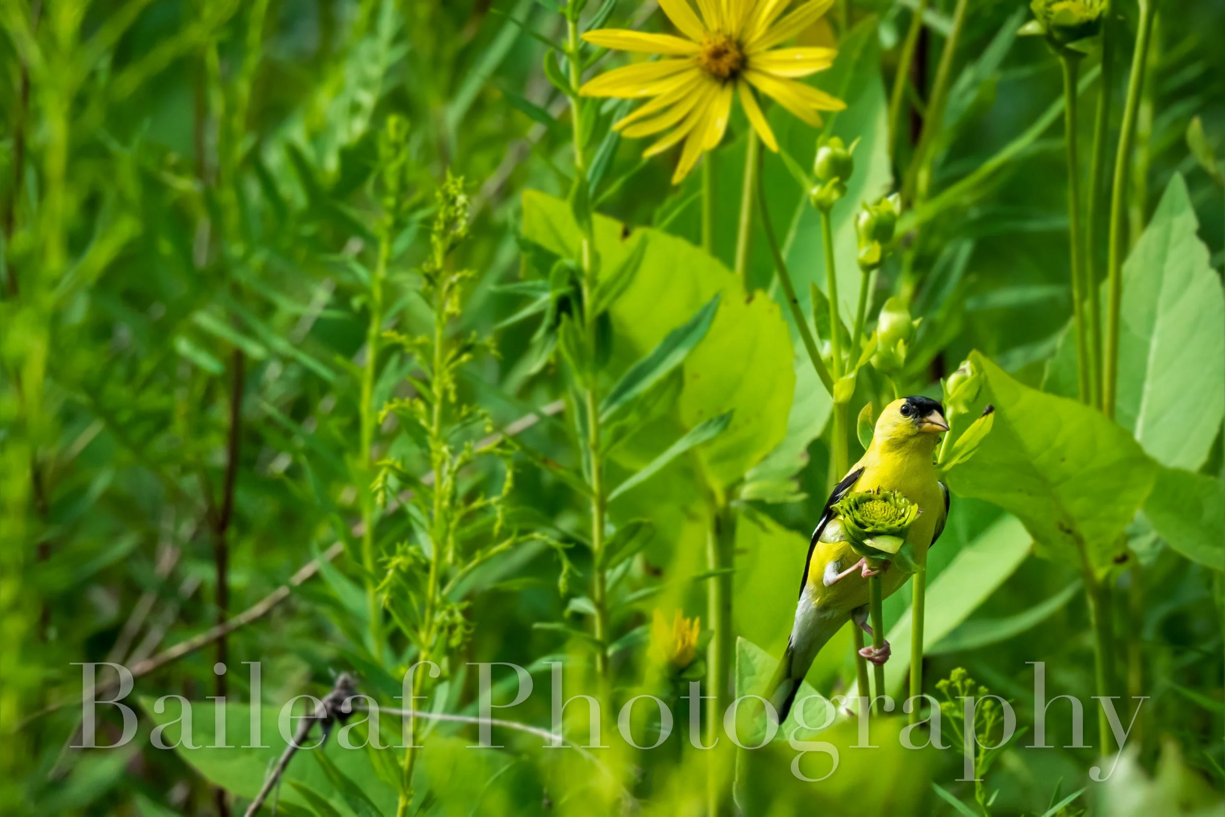Goldfinch 2
