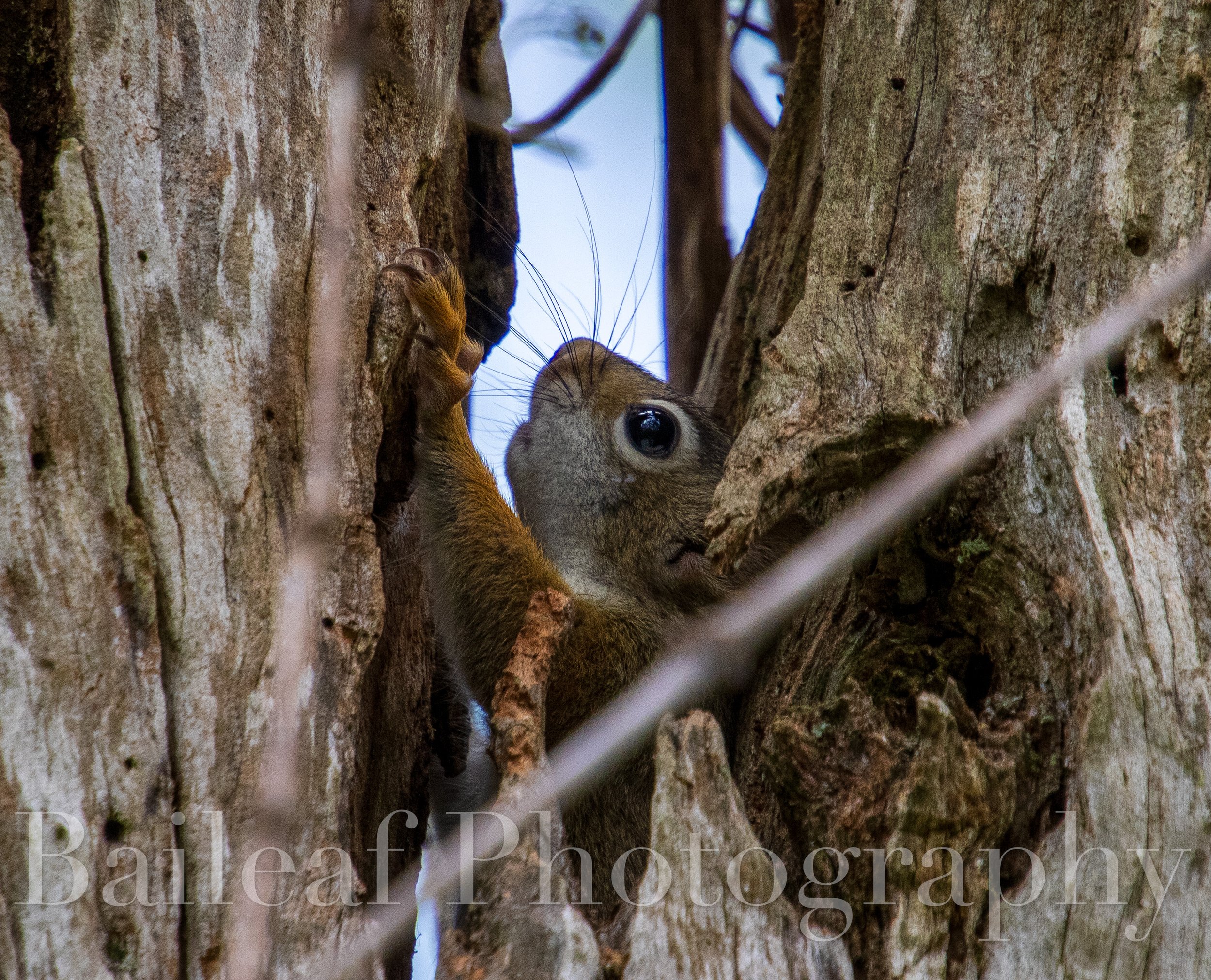 Baby Fox Squirrel 1