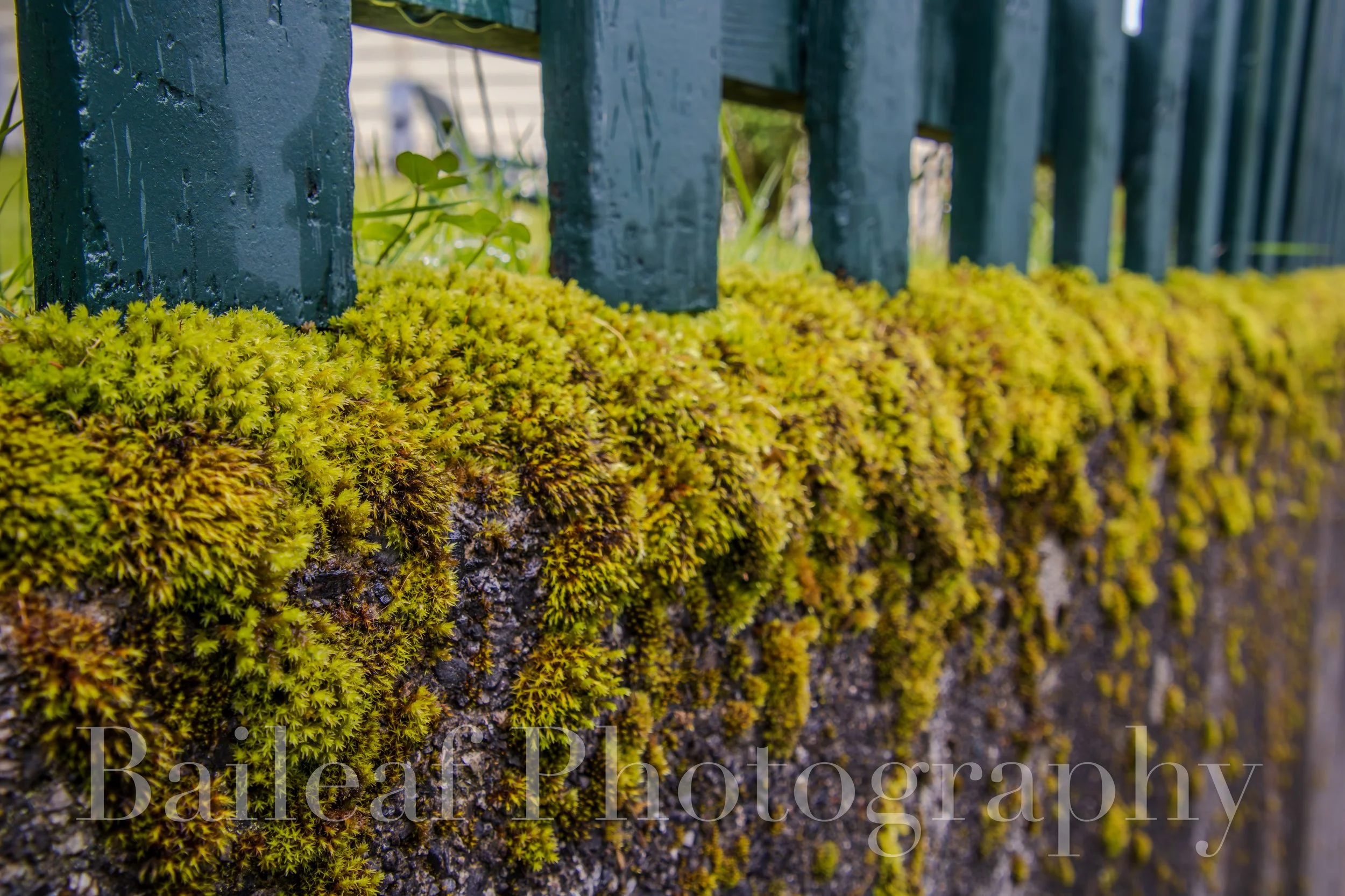 Mossy Fence