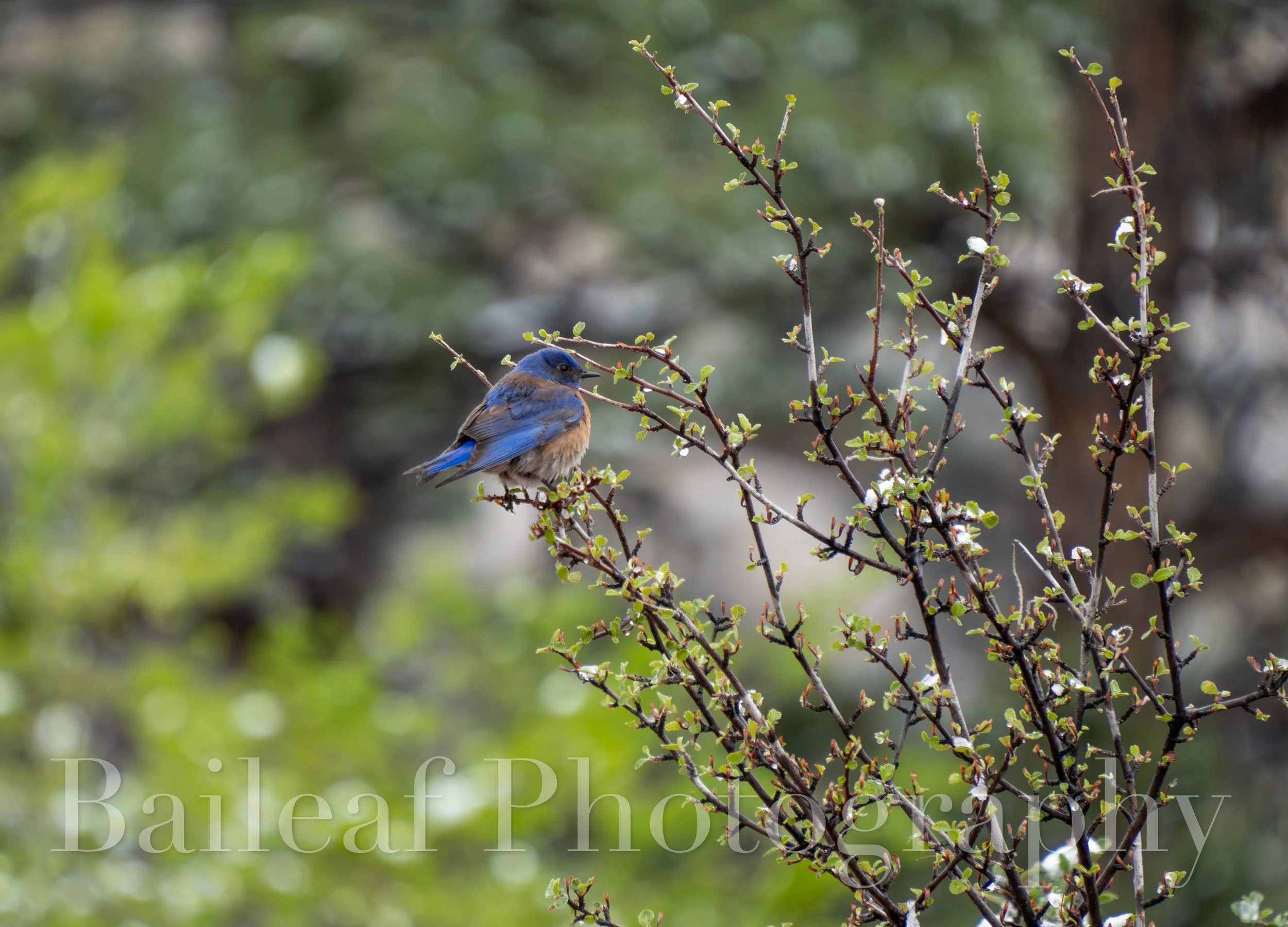 Western Bluebird
