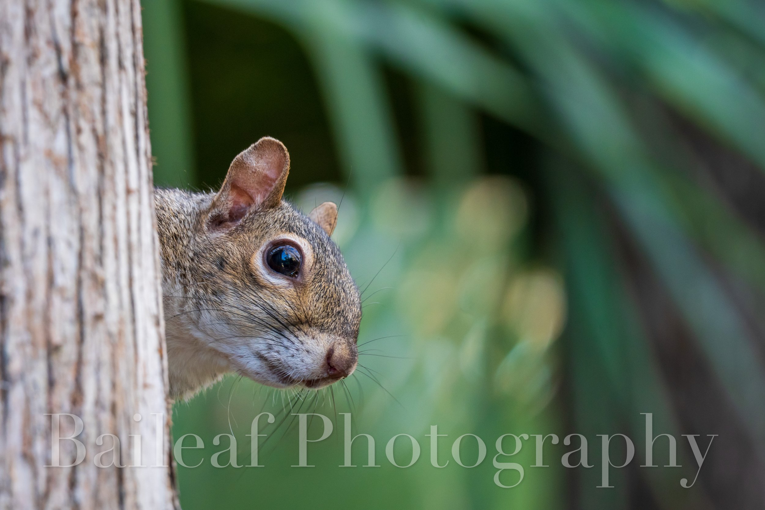 Curious Squirrel