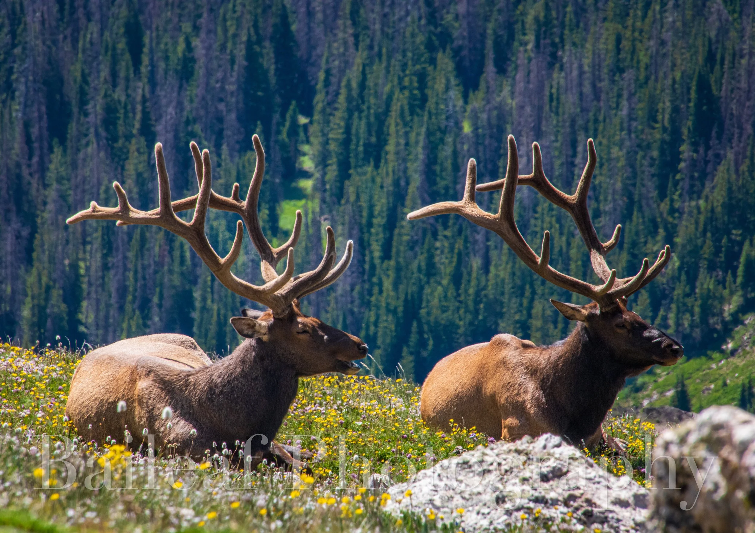 Elks Basking in the Sun