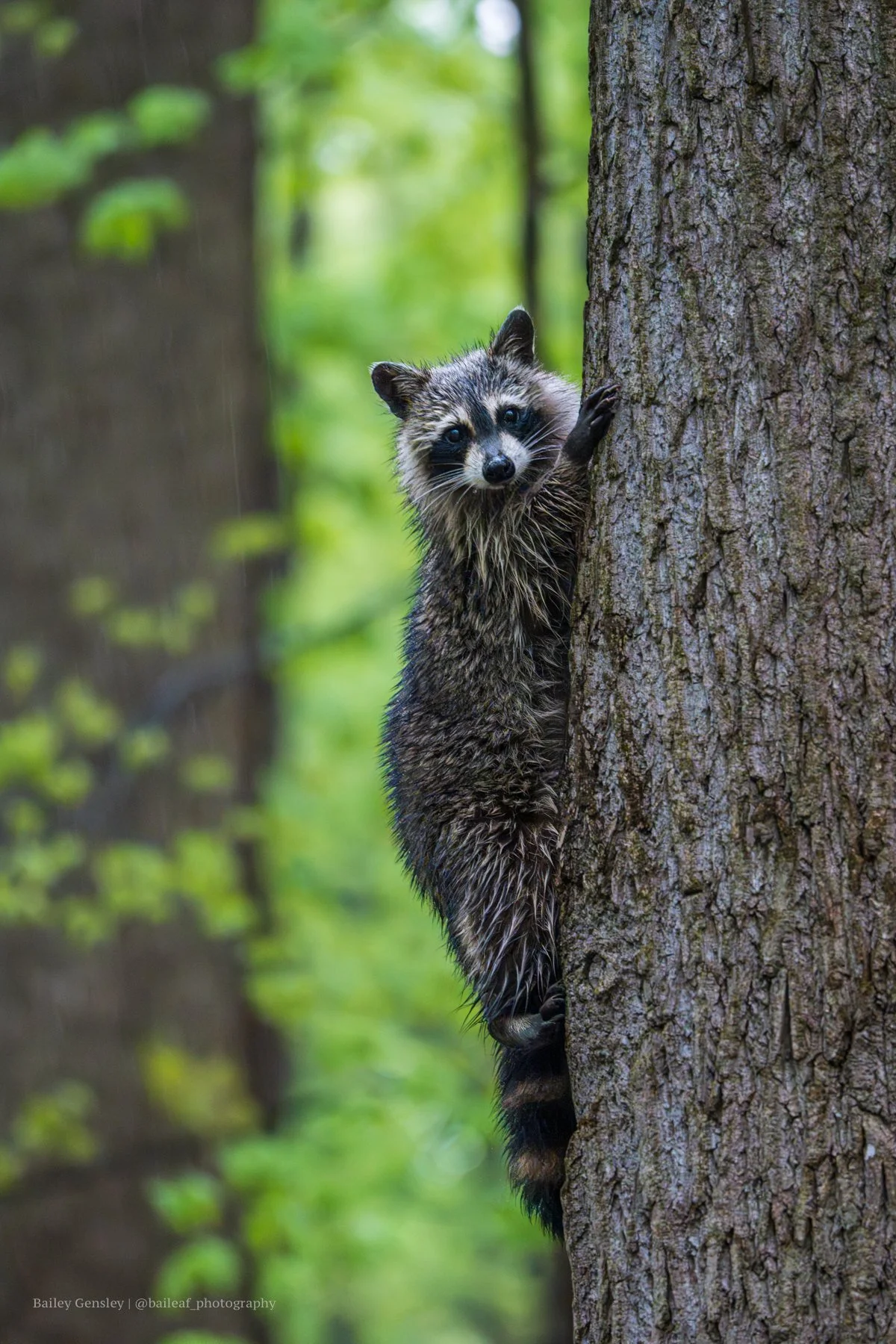 Raccoon