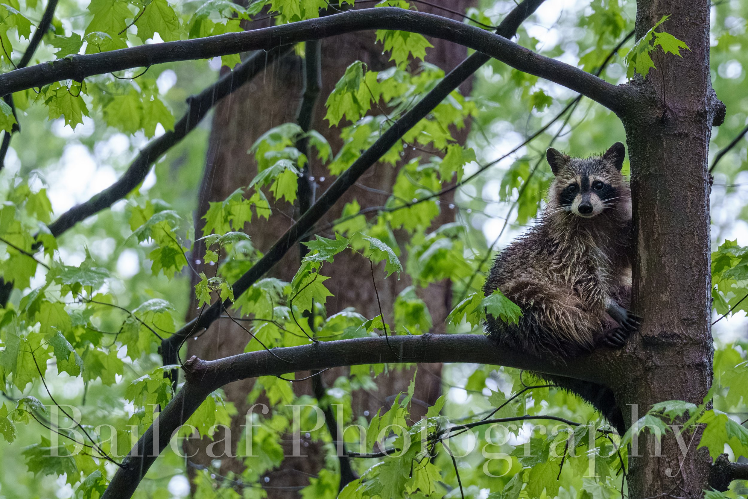 Raccoon 2