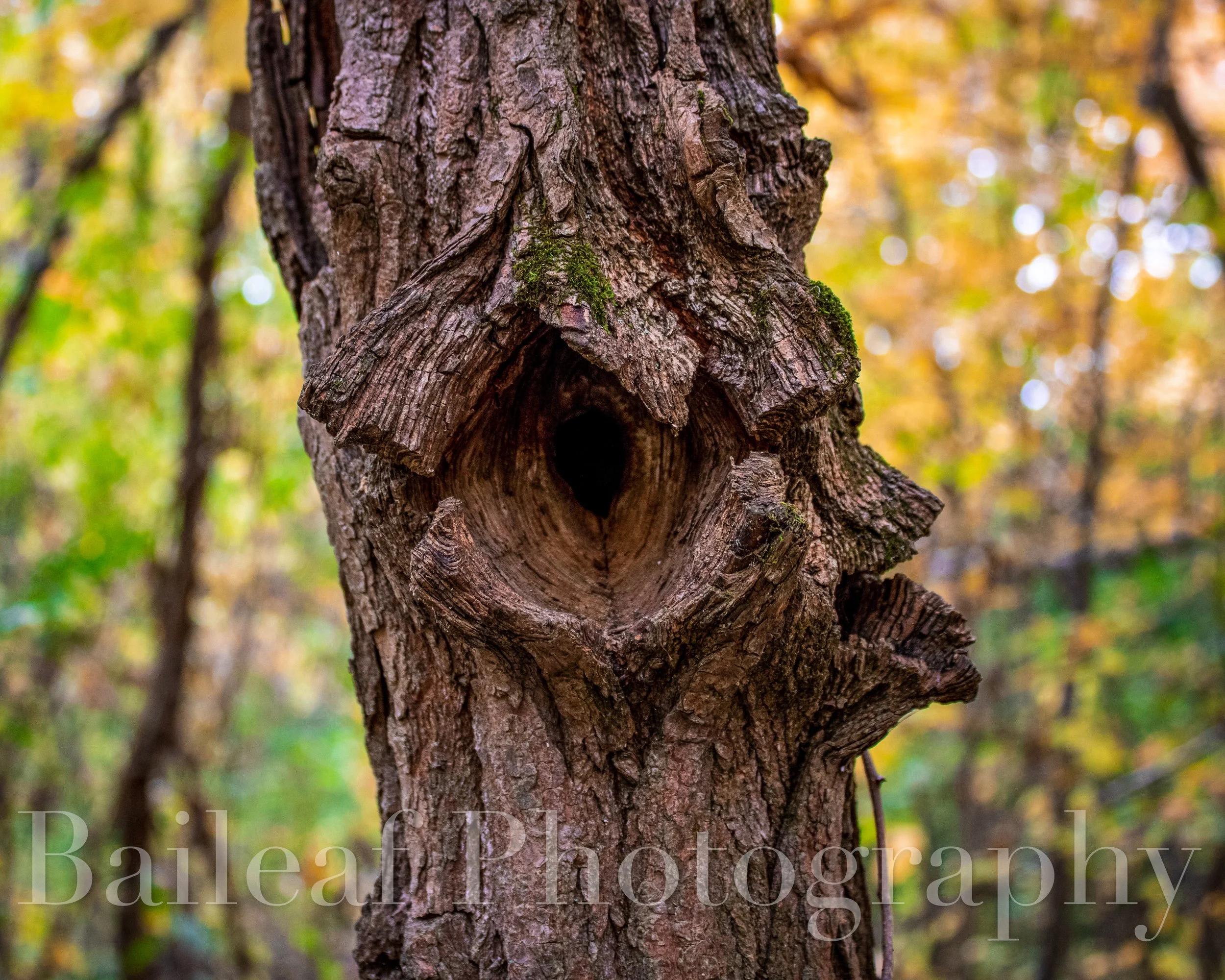 Tree Hallow