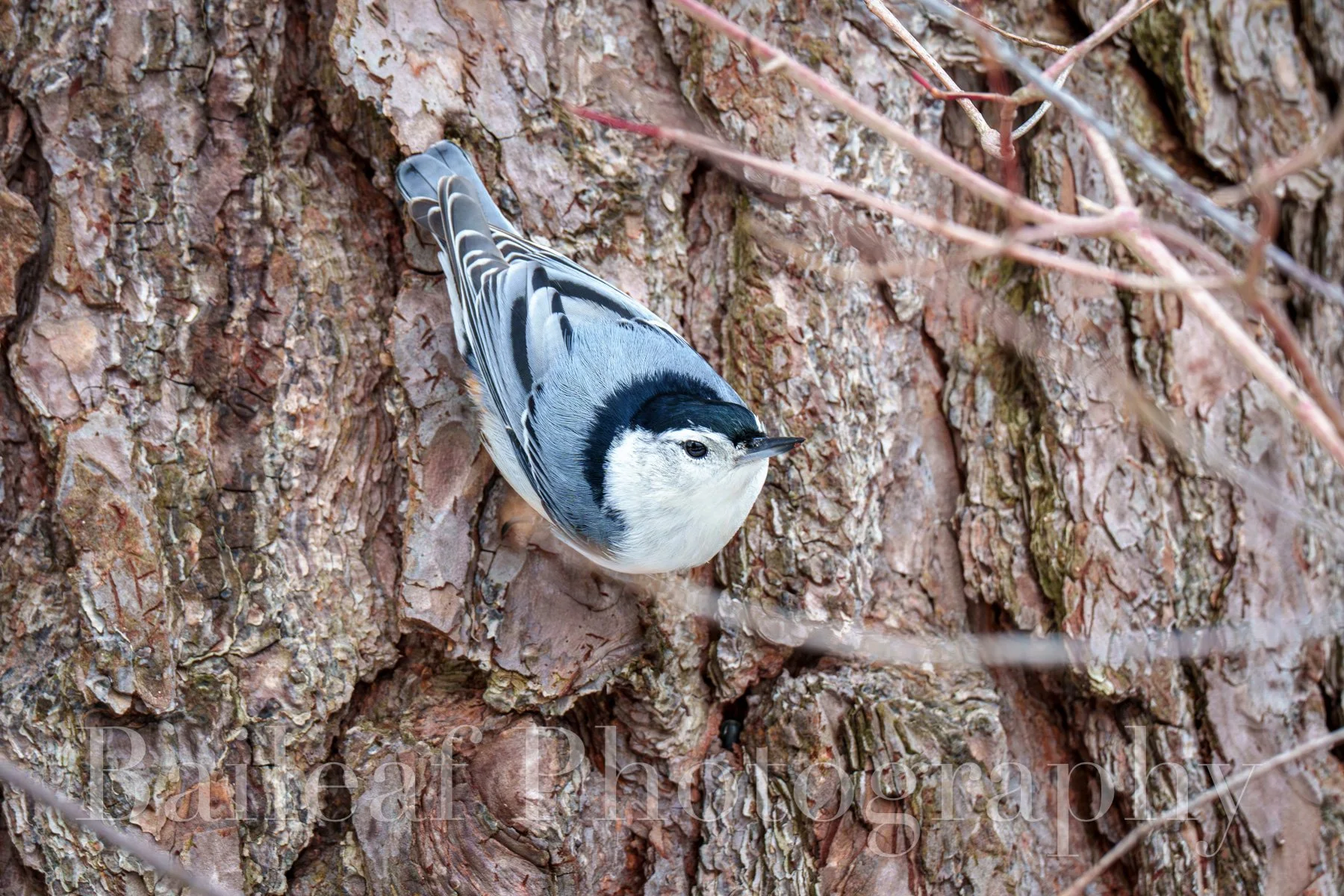 White-breasted Nuthatch