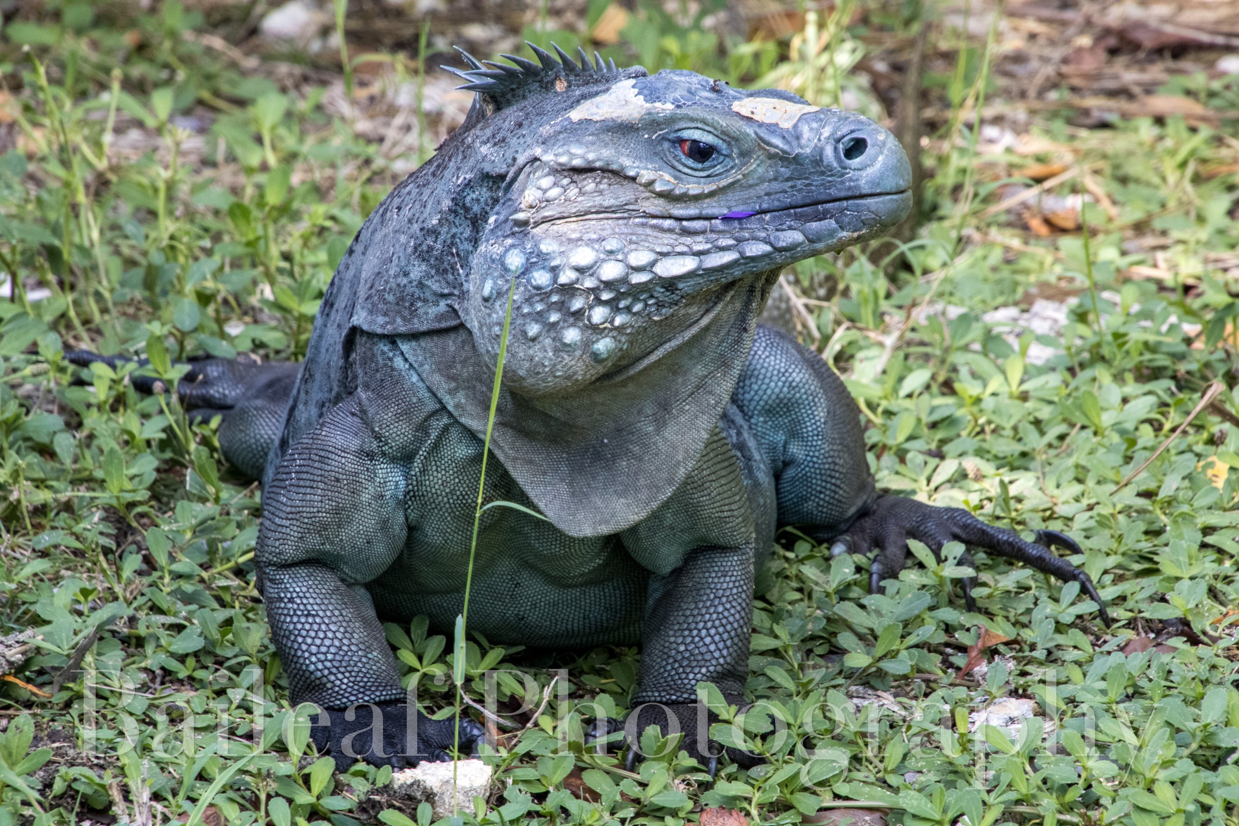  Grand Cayman Blue Iguana 1