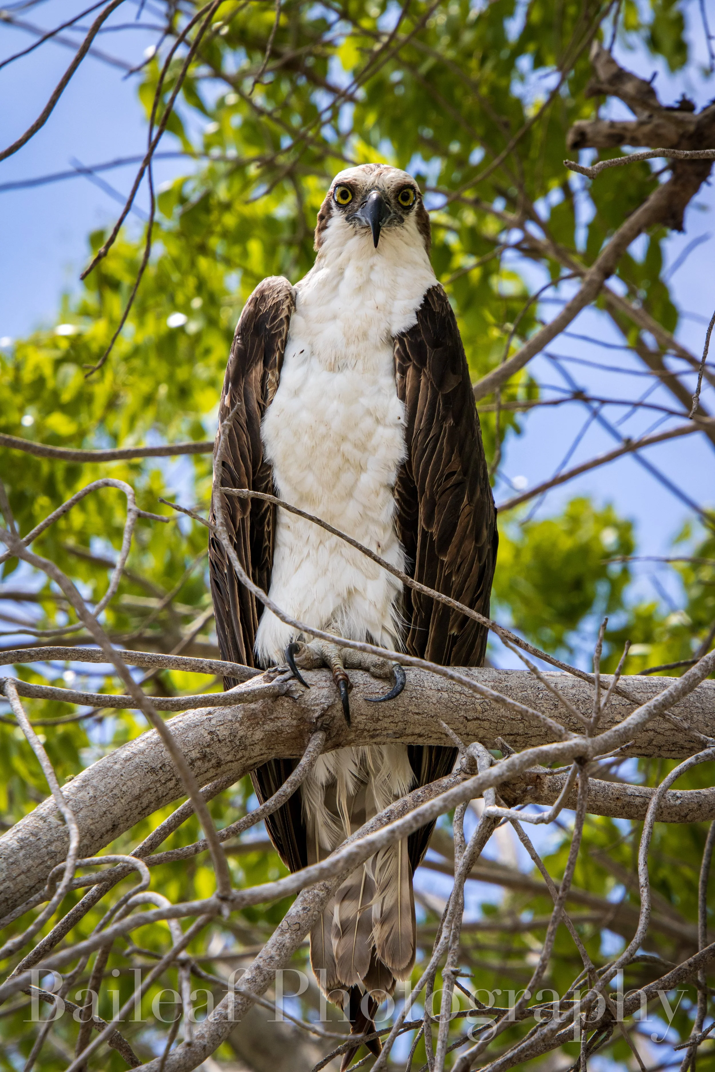 Osprey 2