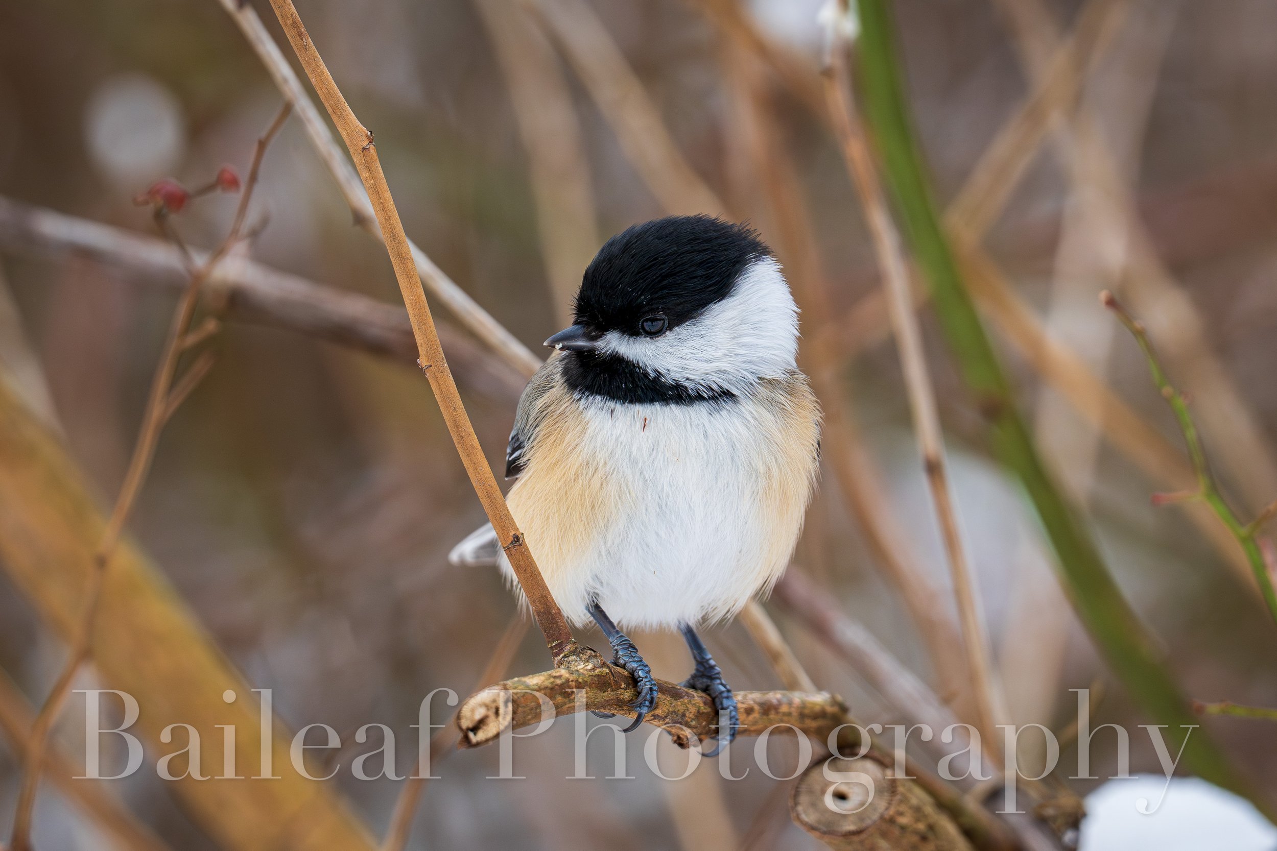 Chickadee 2 (Winter Critters)