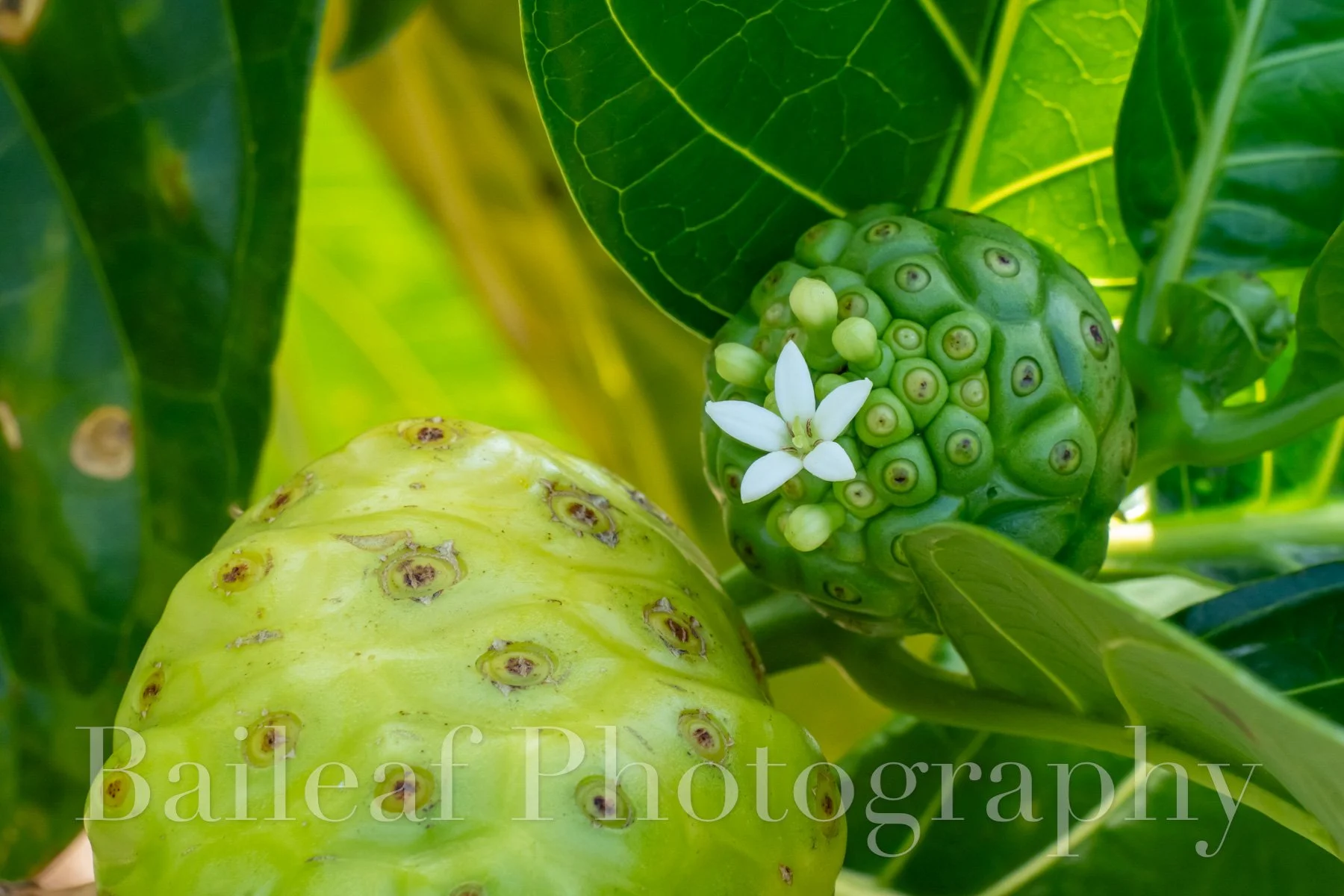 Noni Tree