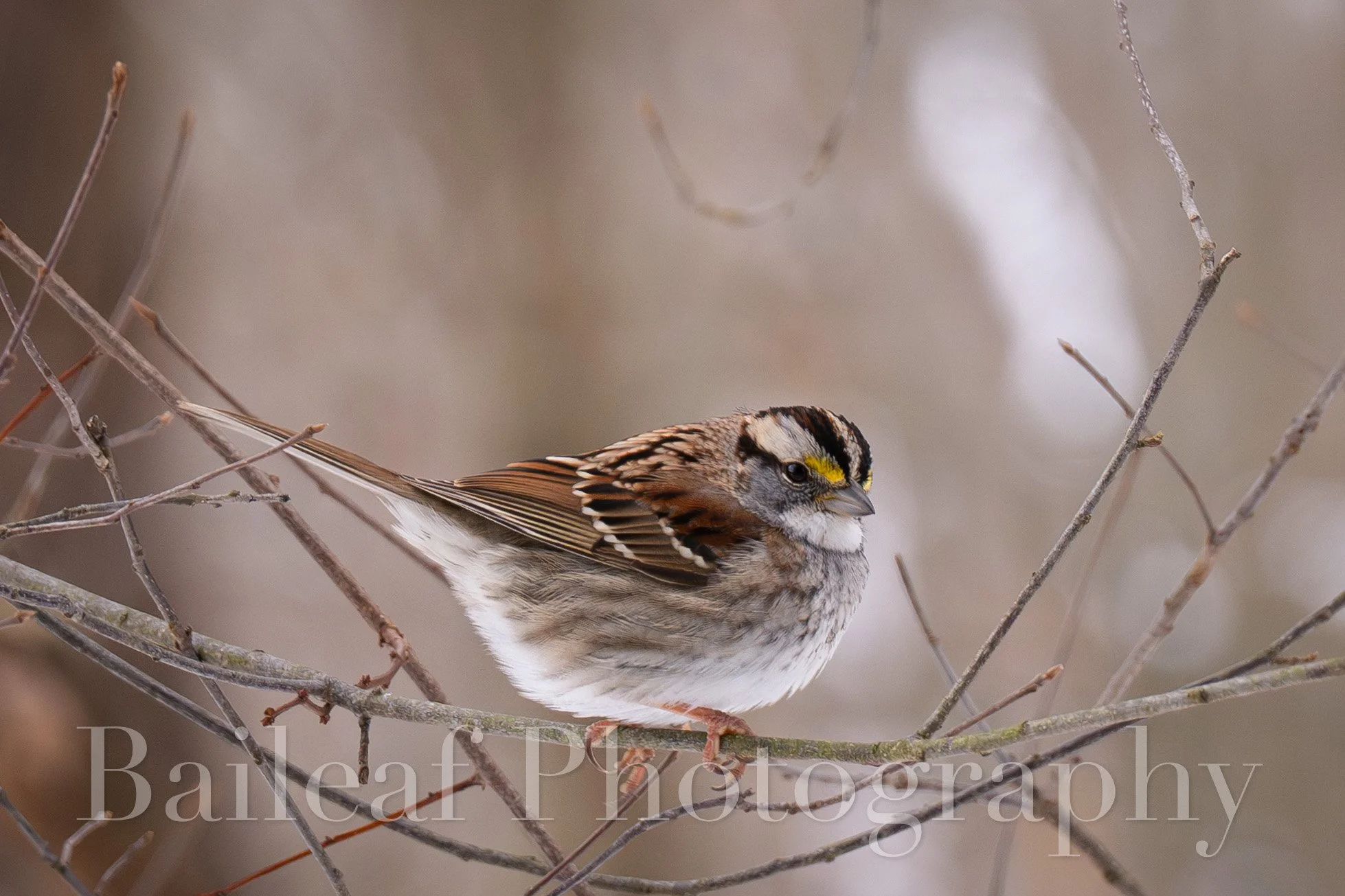 White-throated Sparrow (Winter Critters)