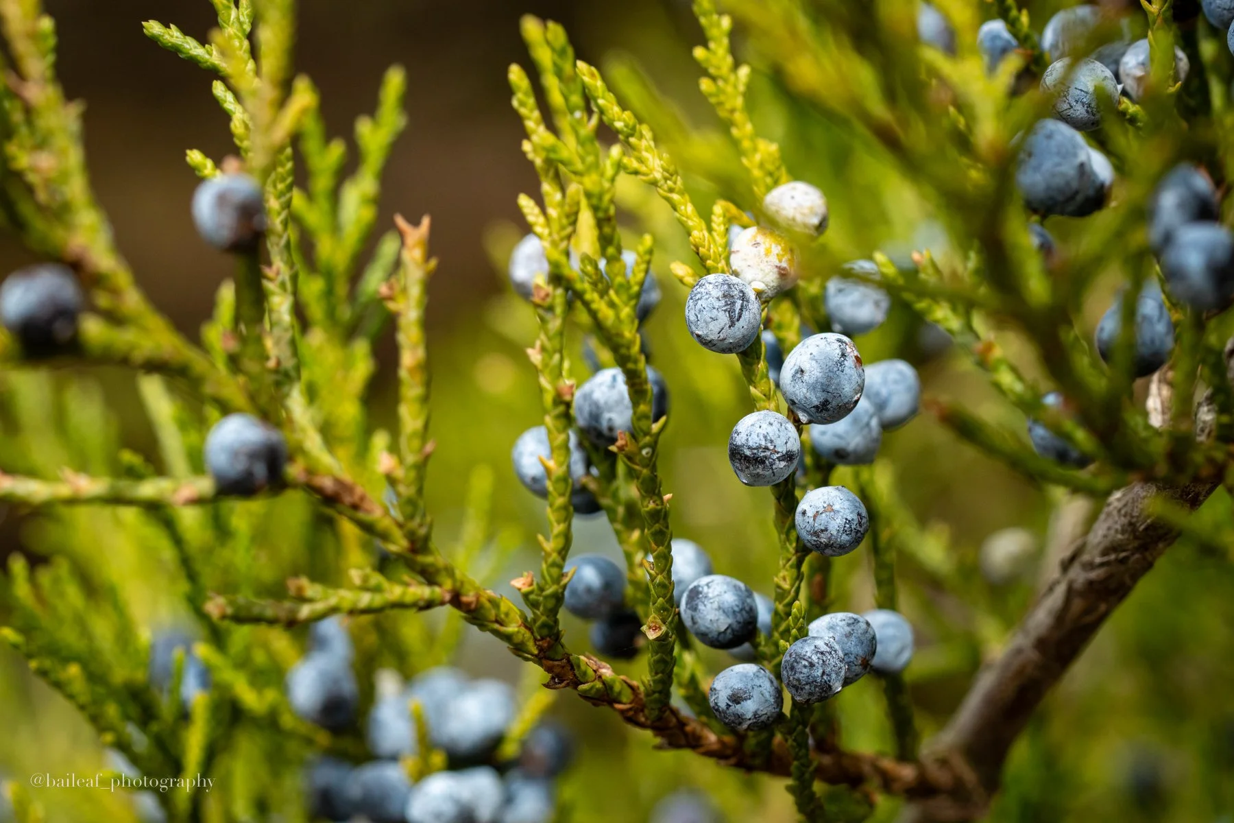 Juniper Macro
