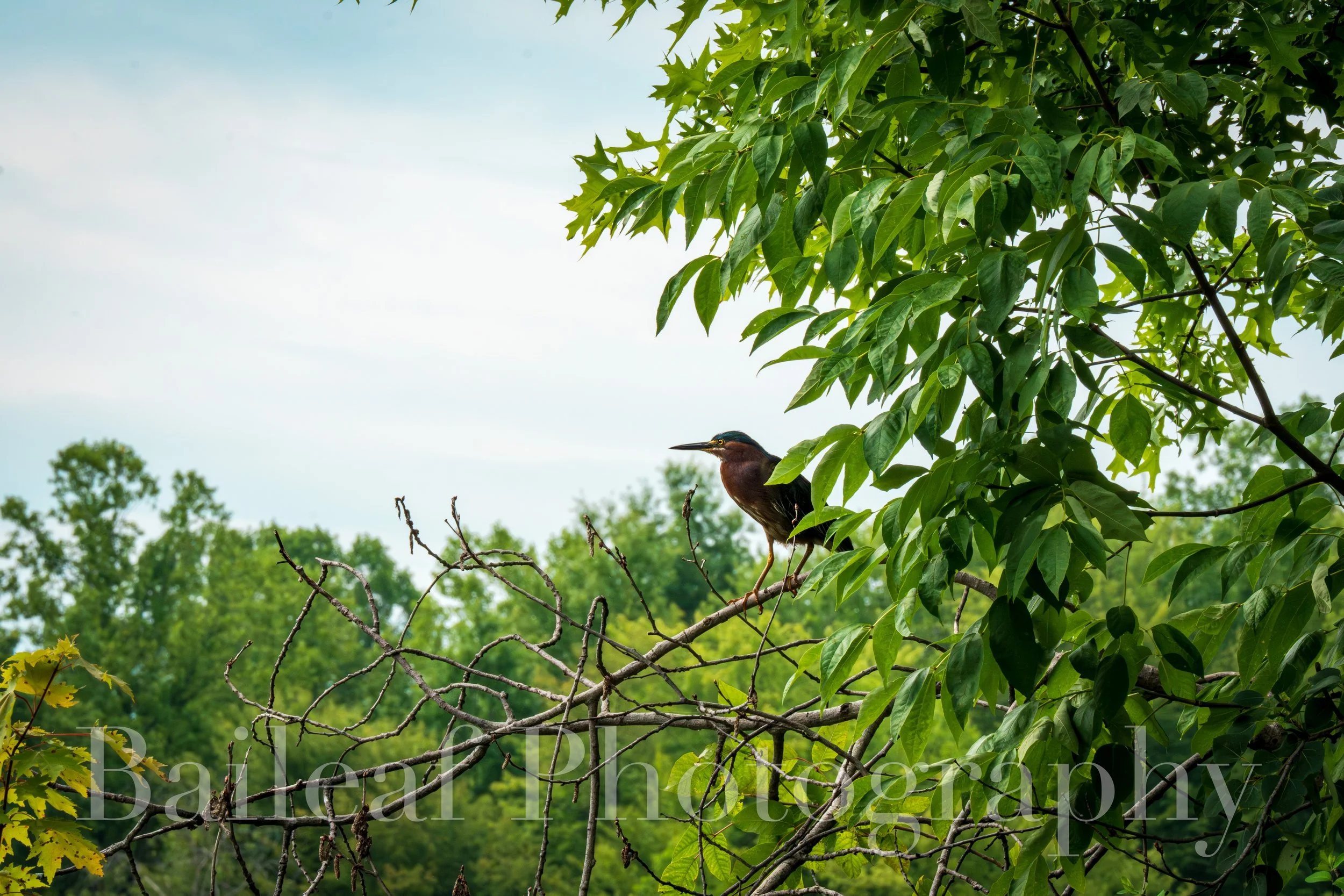 Little Green Heron 1