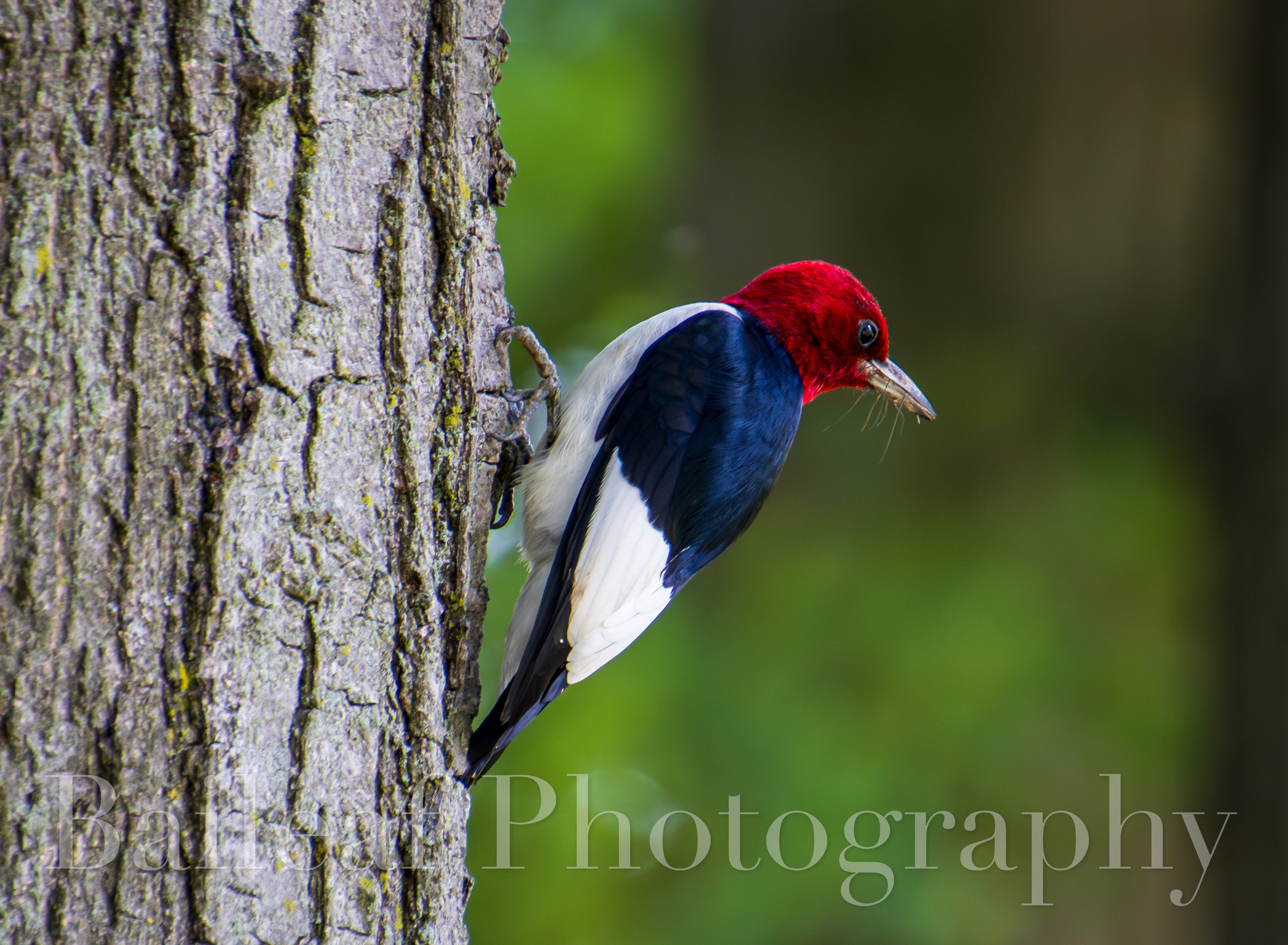 Red Headed Woodpecker