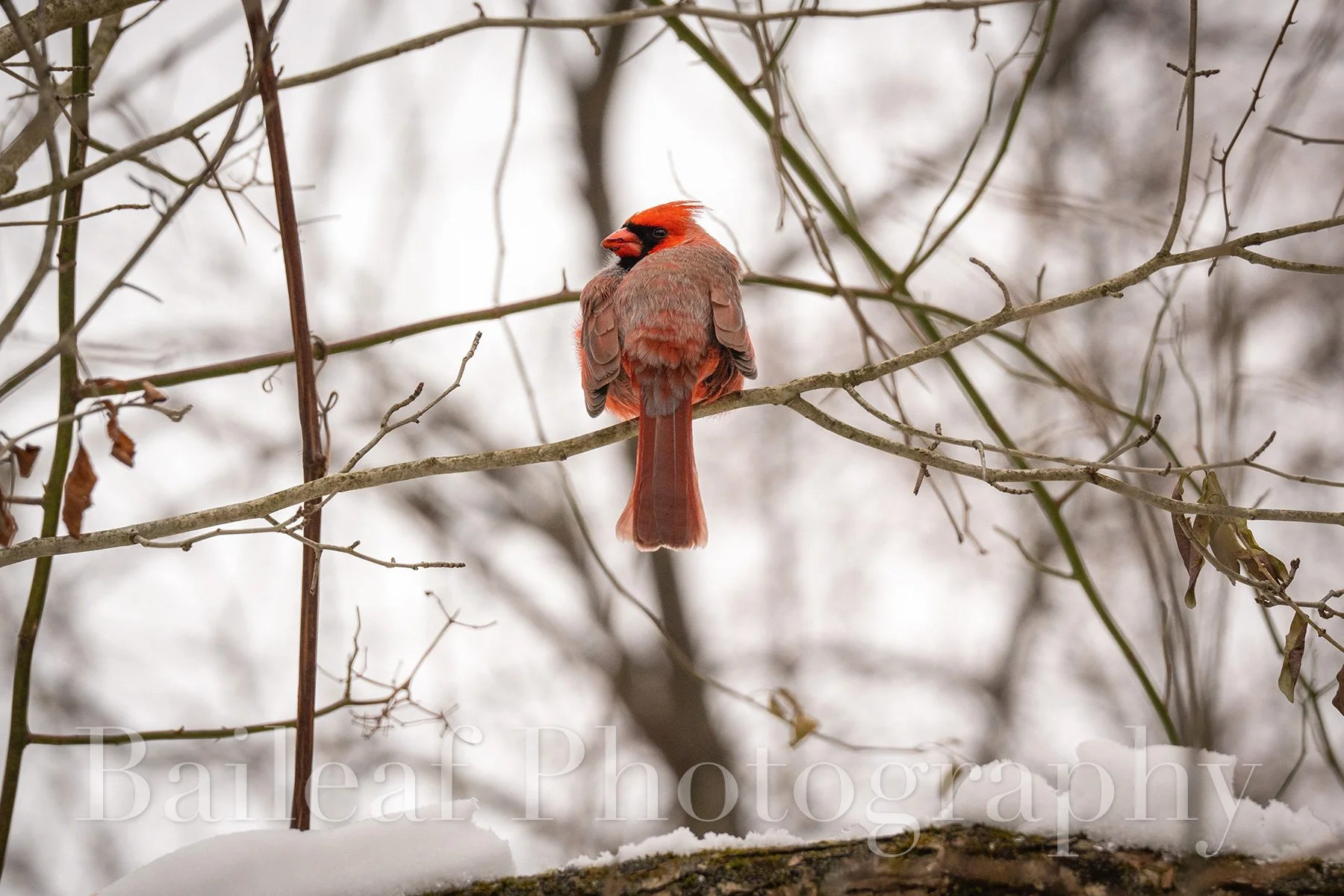 Cardinal 1 (Winter Critters)