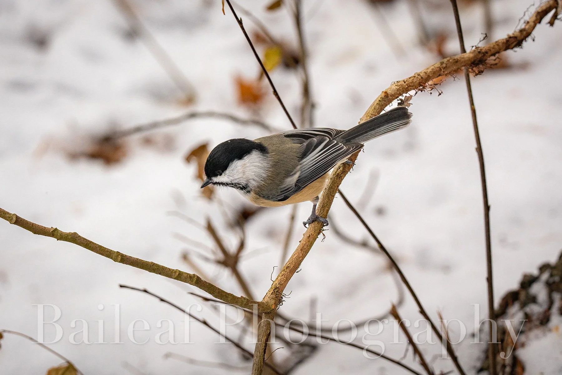 Chickadee 1 (Winter Critters)