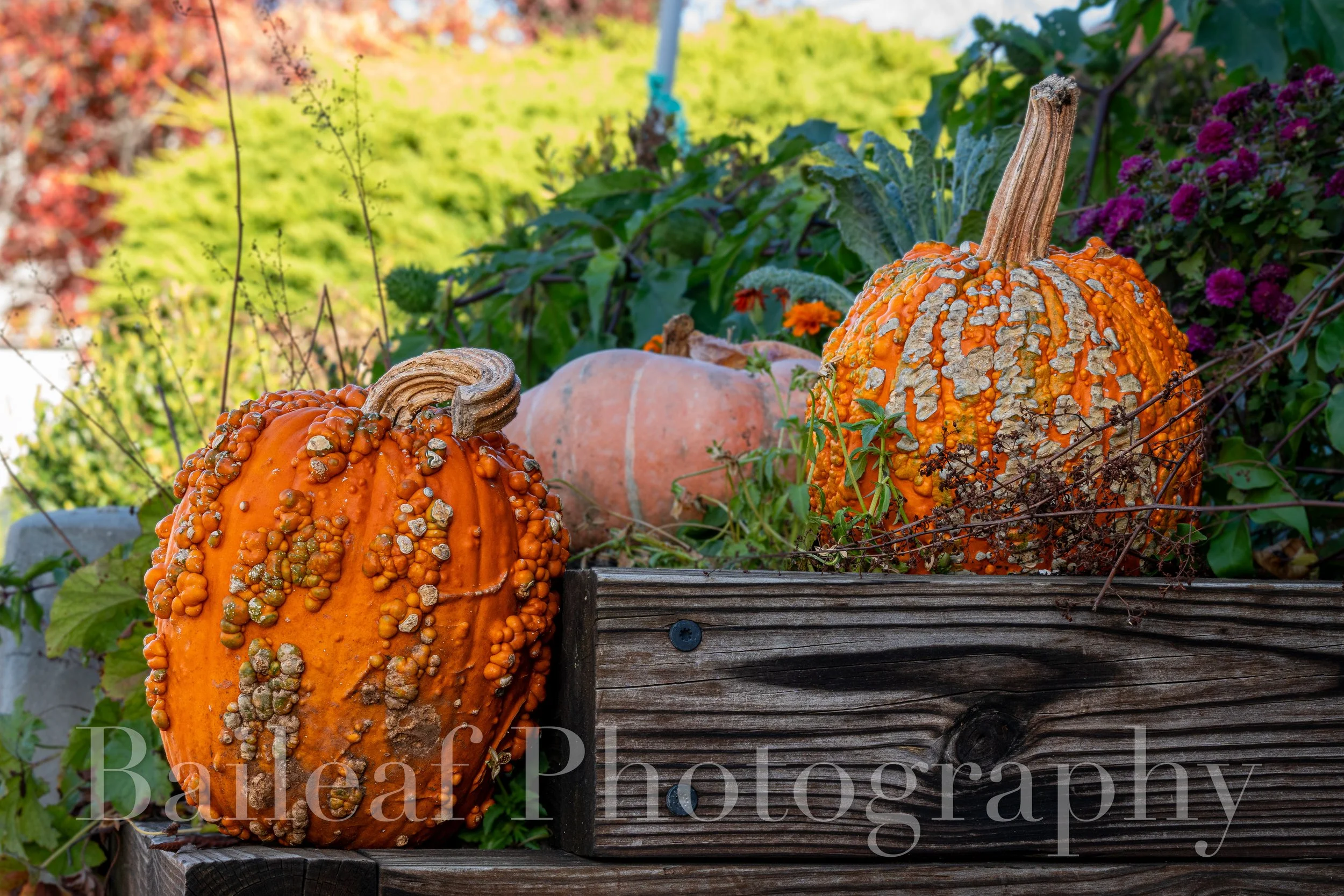 Fall Pumpkins