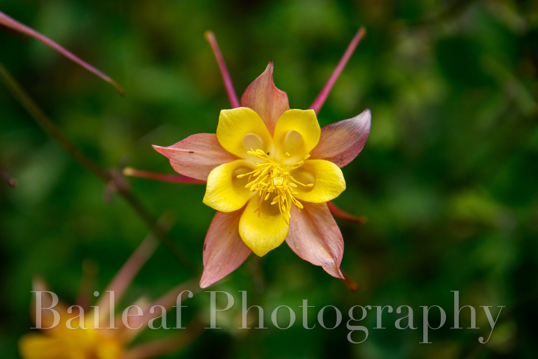 Columbine