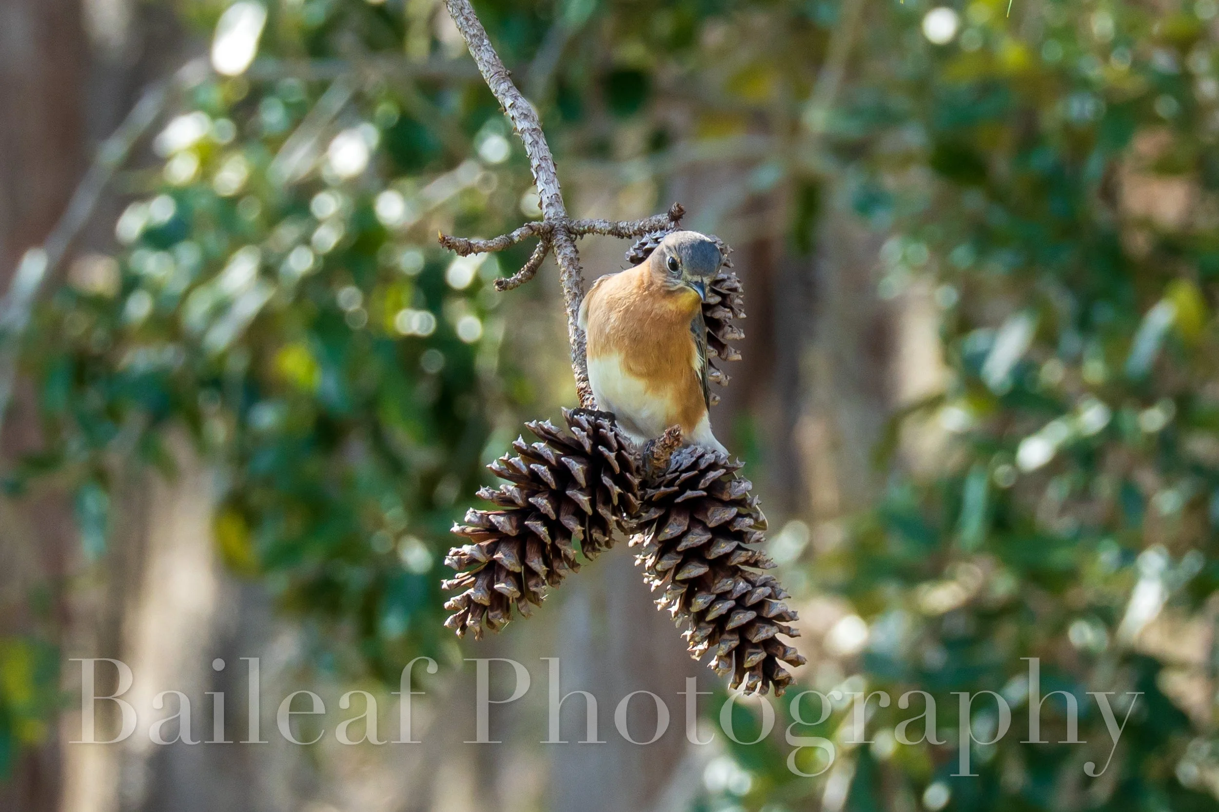 Eastern Bluebird