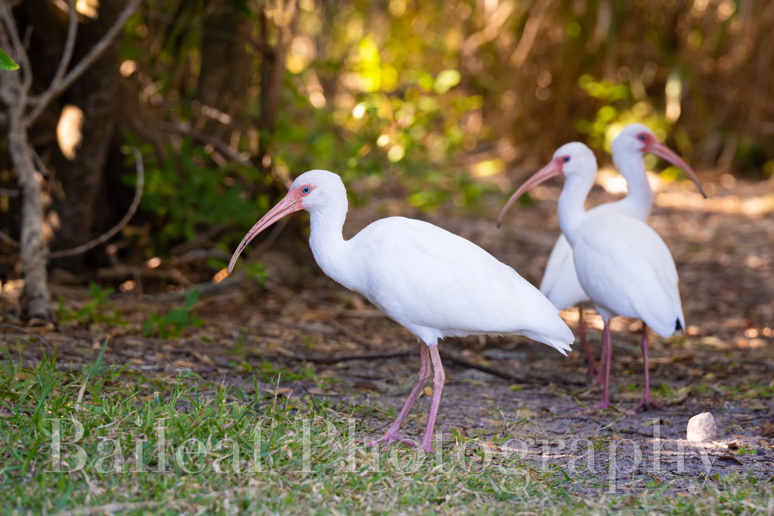 American White Ibis