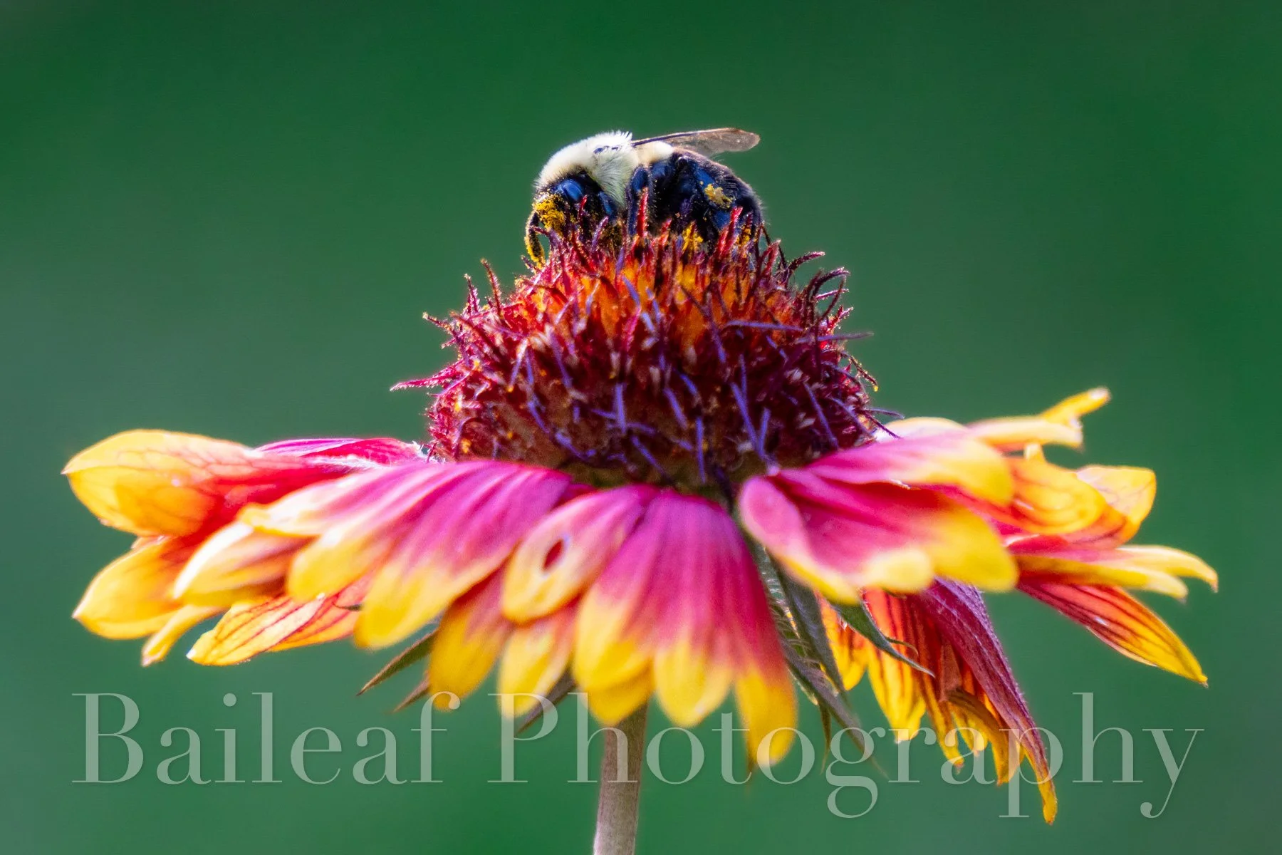 Pollen Hat