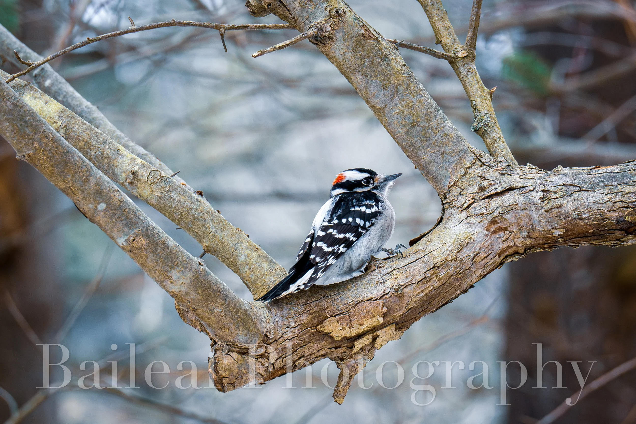 Downy Woodpecker