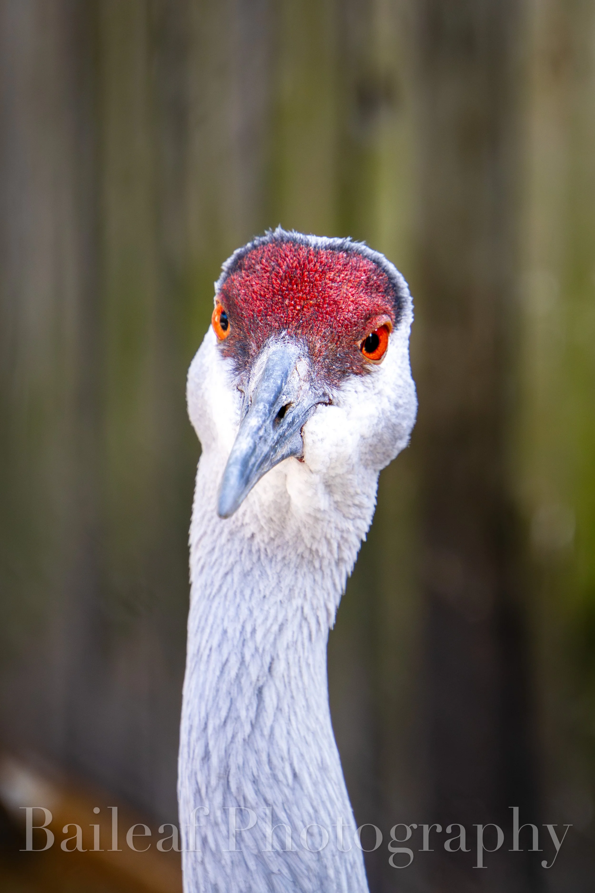 Sandhill Crane