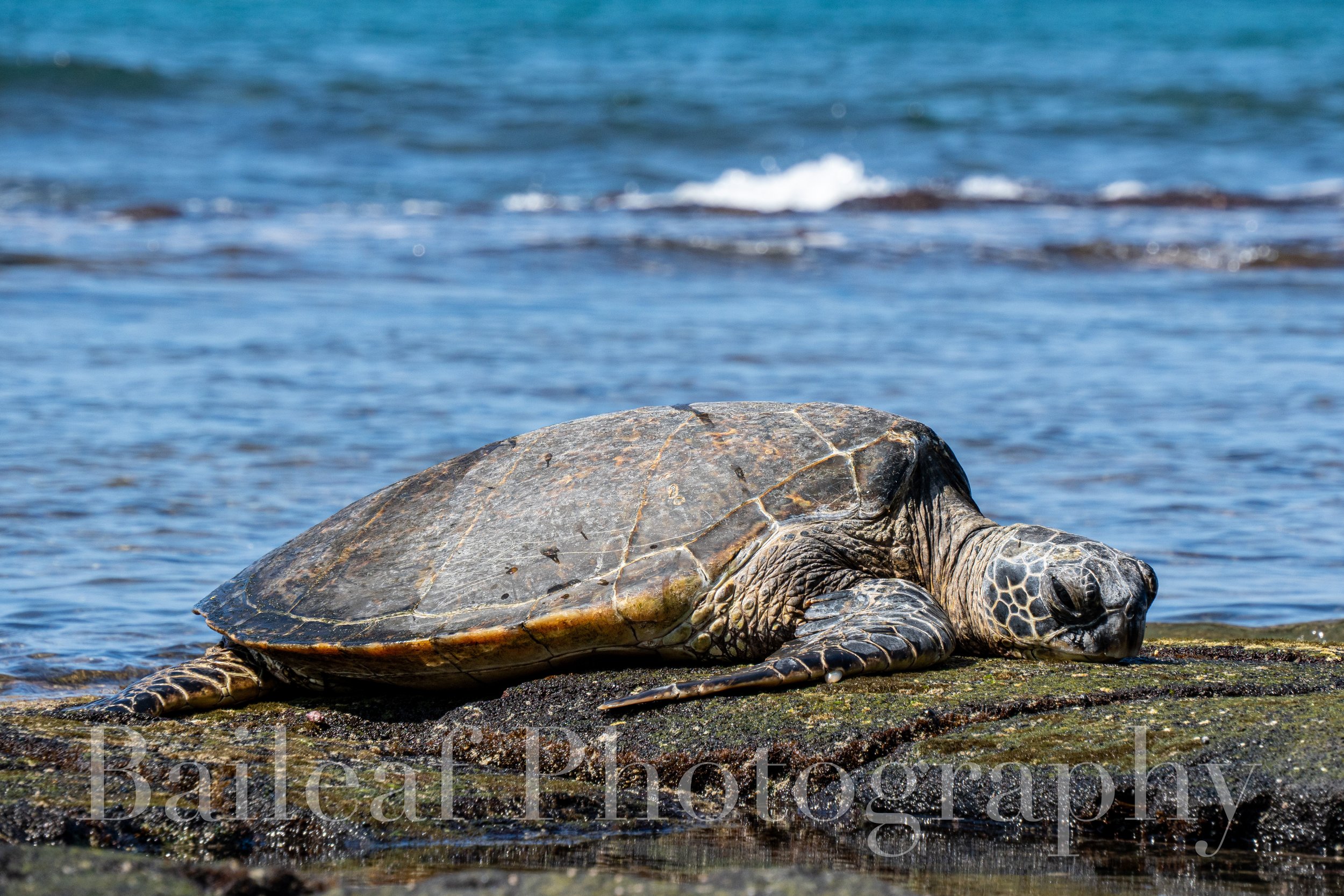 Green Sea Turtle 1