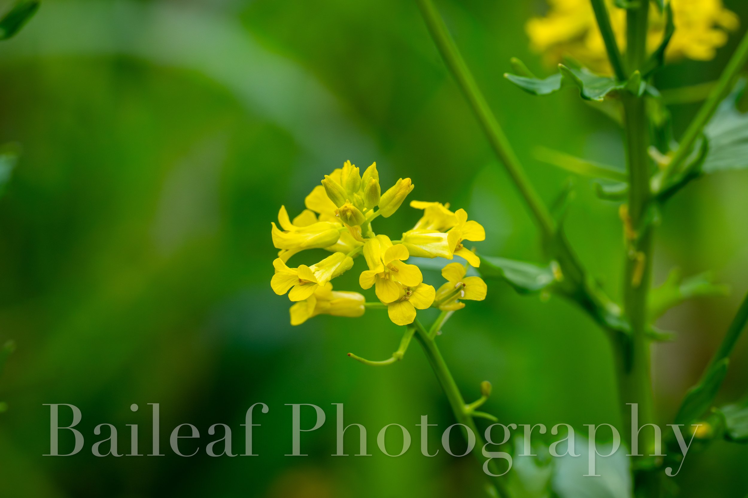 Bitter Wintercress