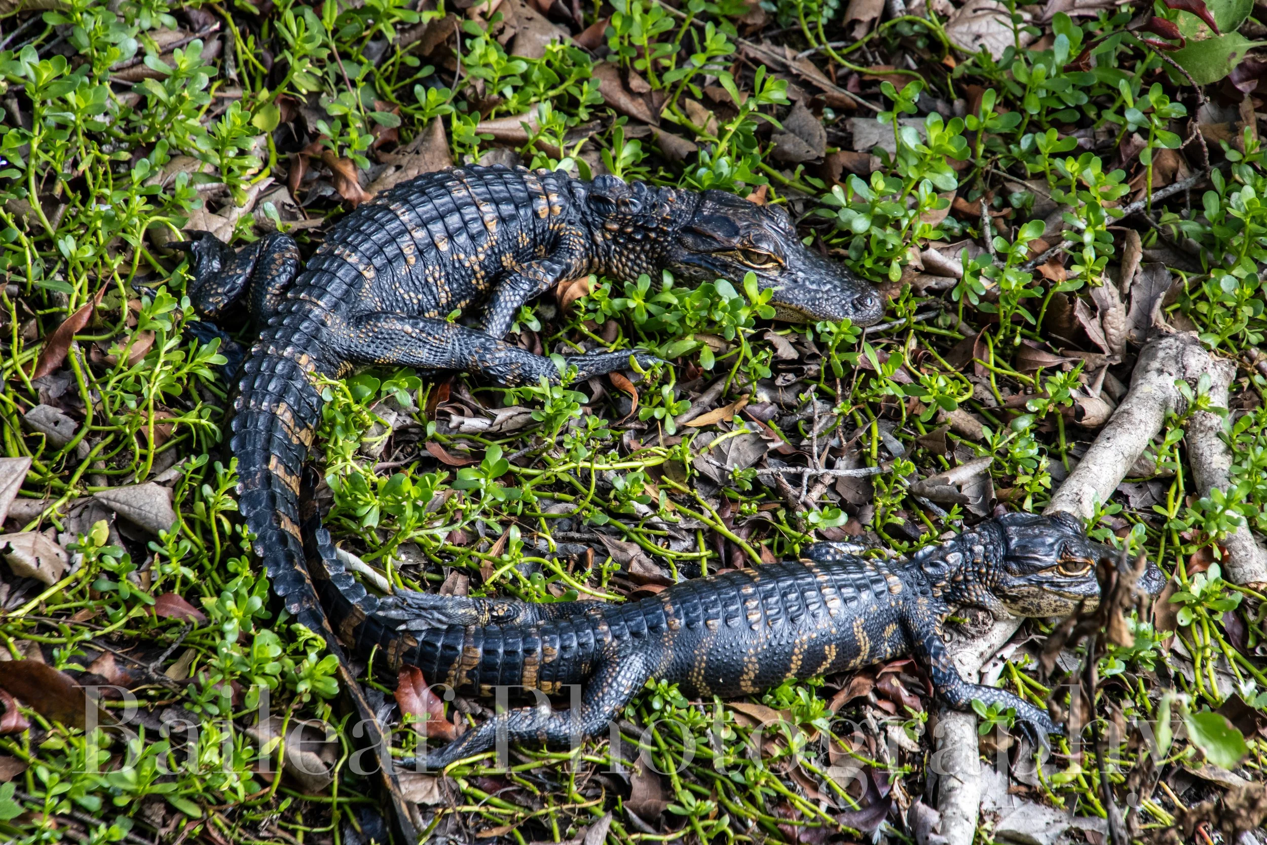 Baby Alligators