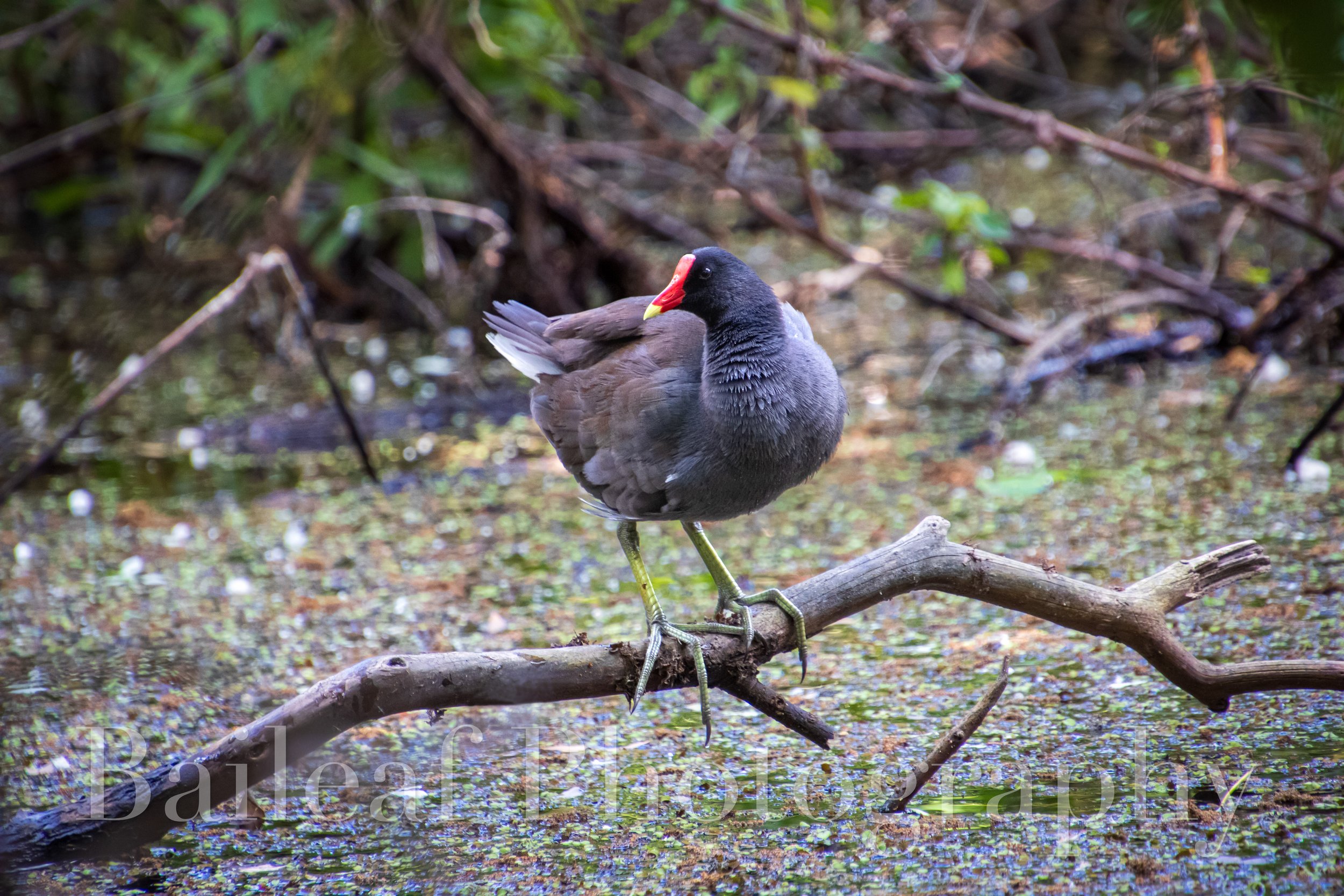 Common Gallinule "Swamp Chicken"
