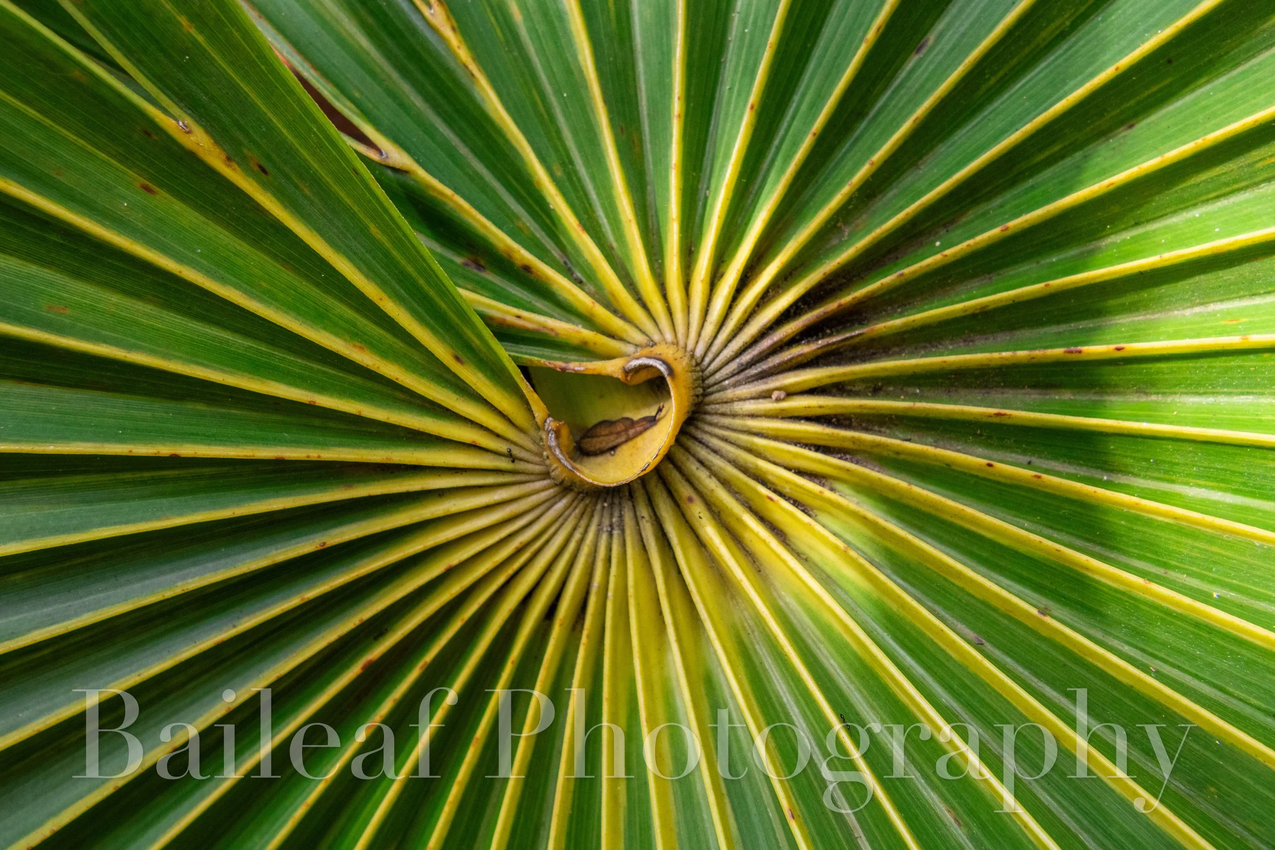 Fan Palm 