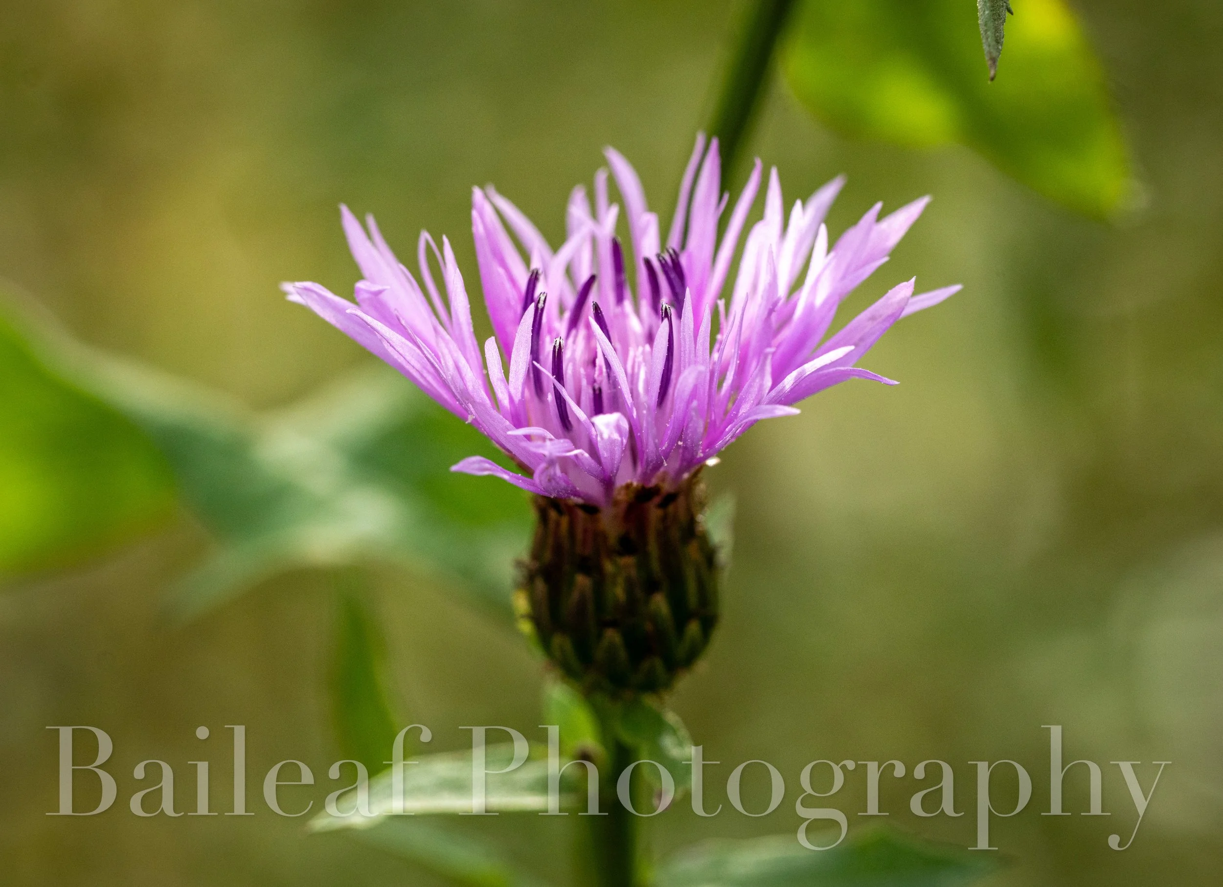 Knapweed Bloom