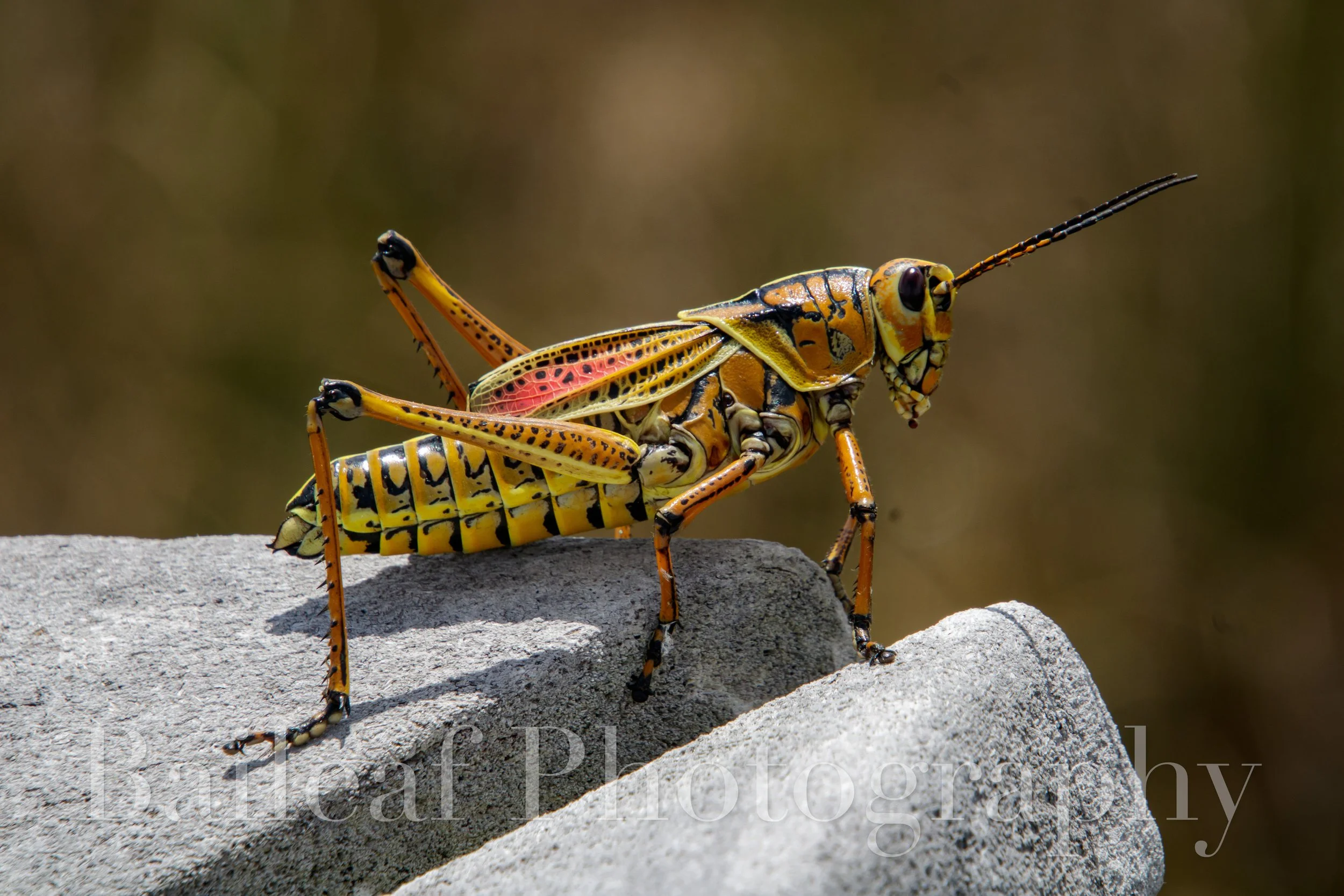 Eastern Lubber Grasshopper