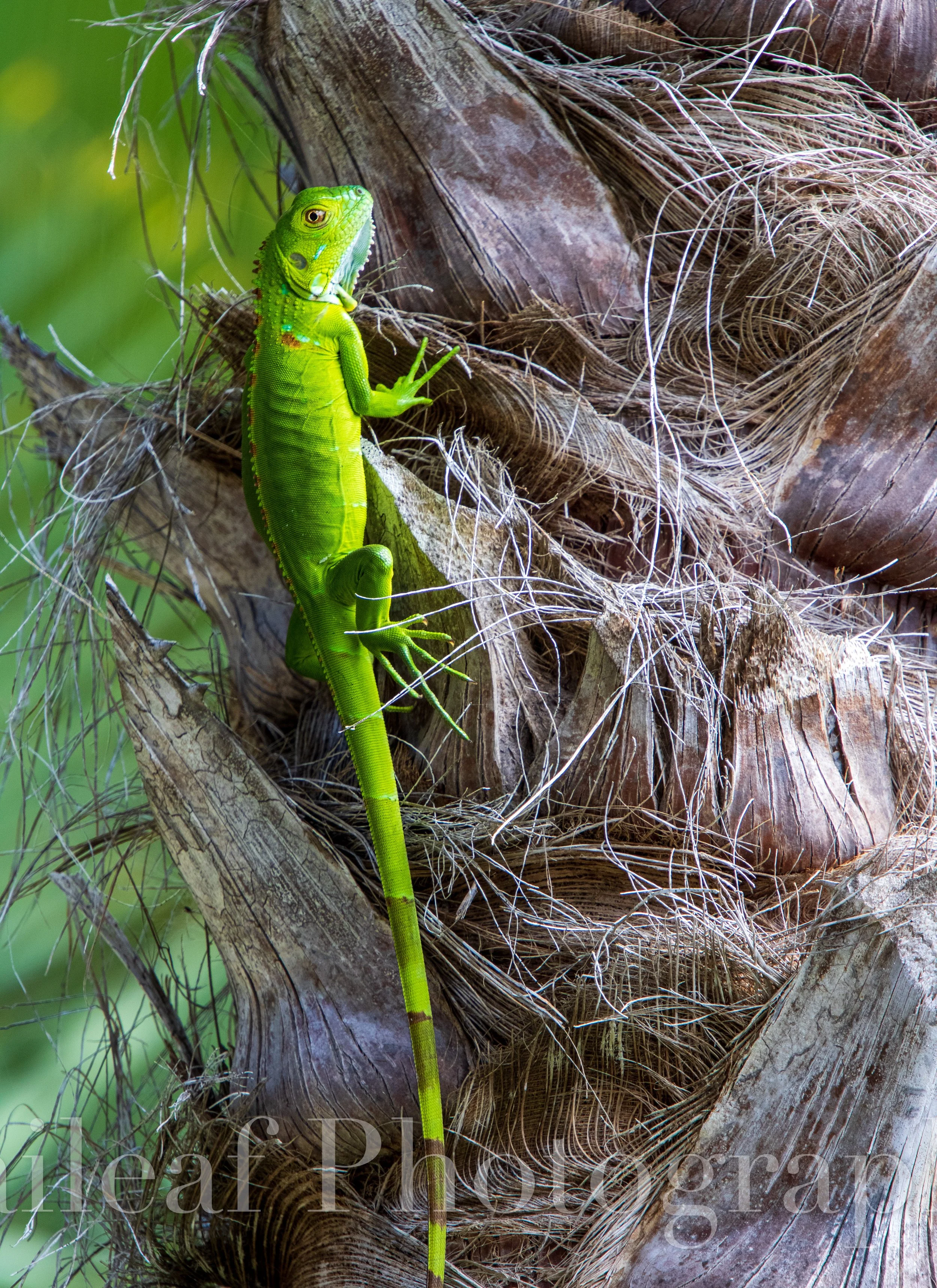 Green Iguana
