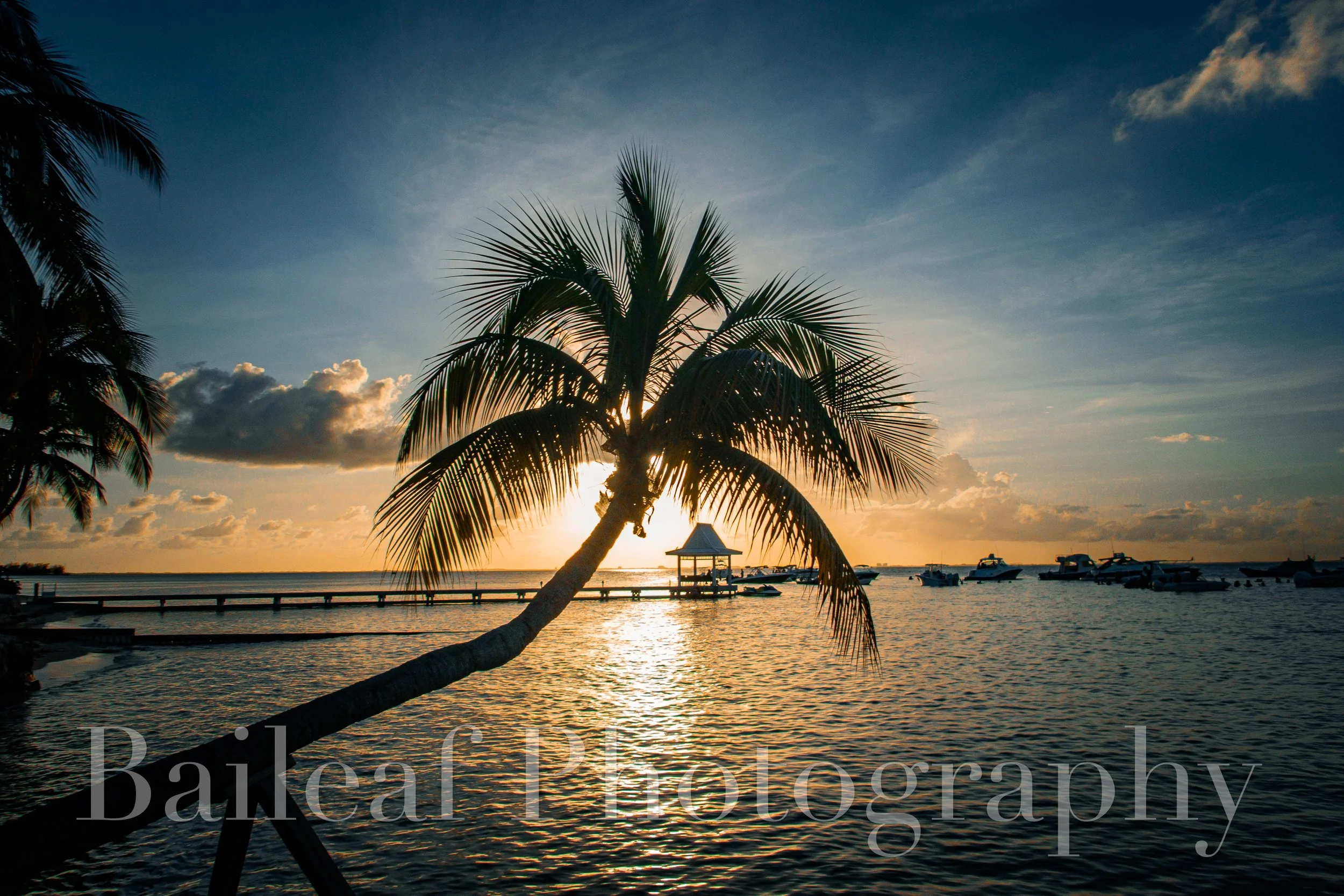 Palm Sunset