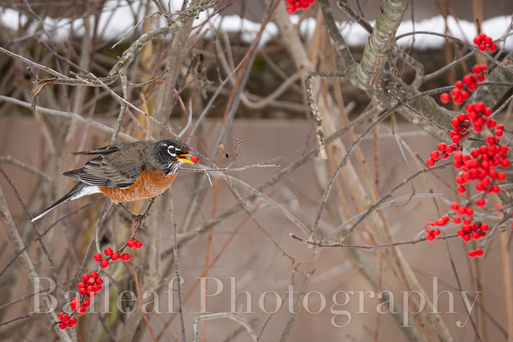 Robin 1 (Winter Critters)